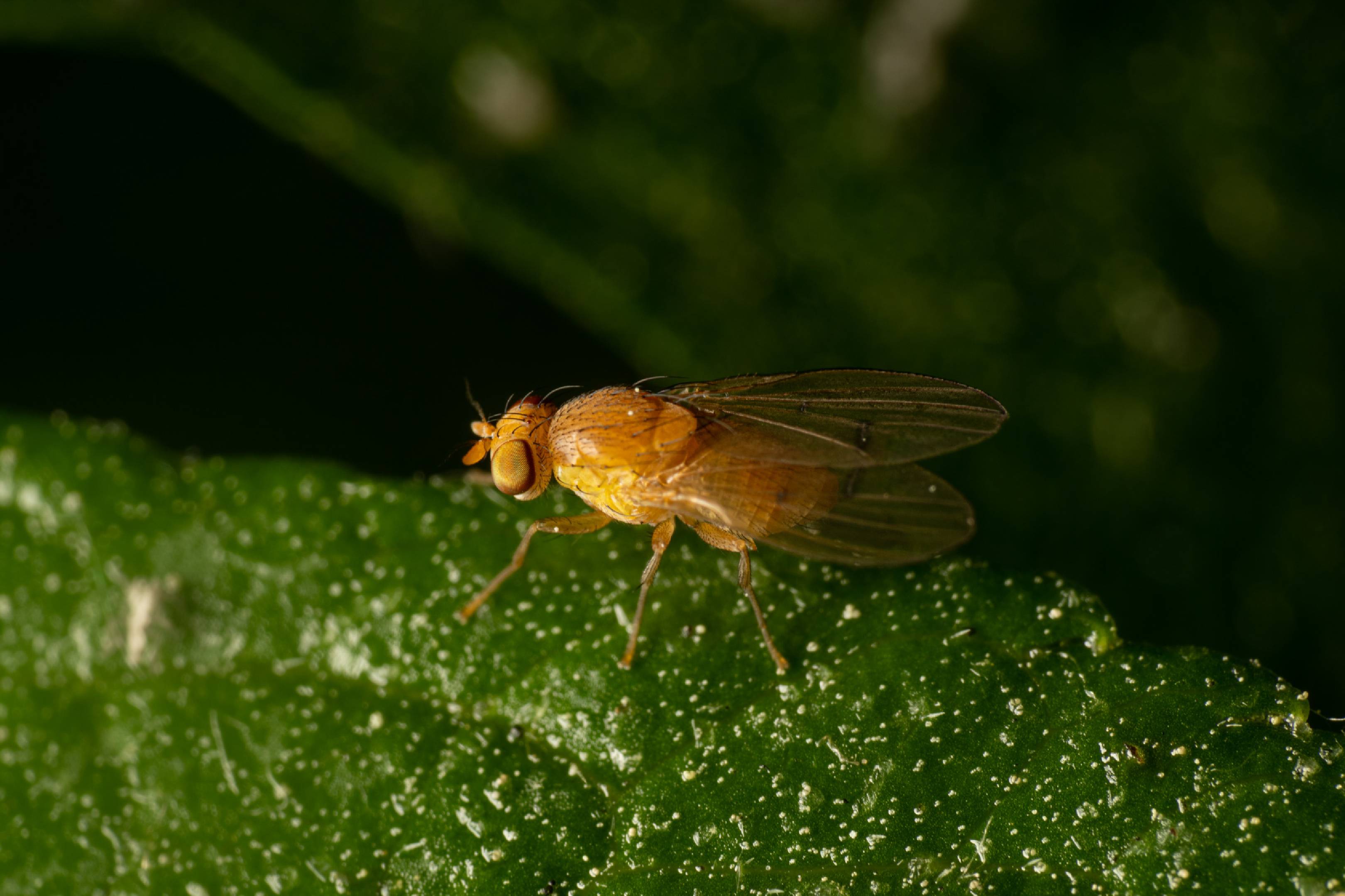 Suillia variegata | Suillia variegata