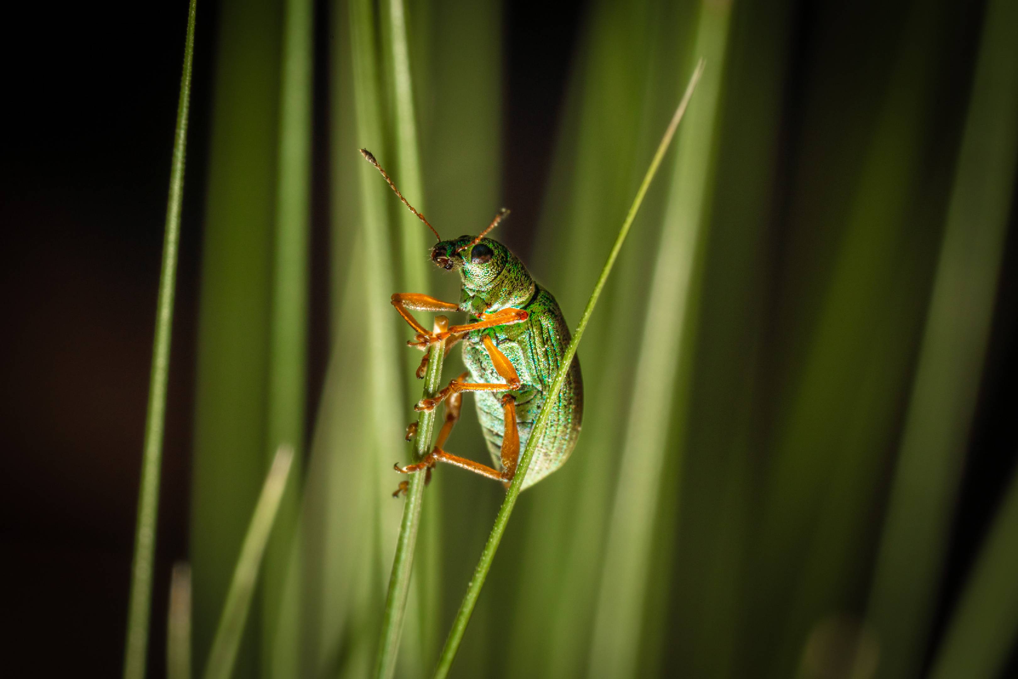 Green Immigrant Leaf Weevil | Green Immigrant Leaf Weevil