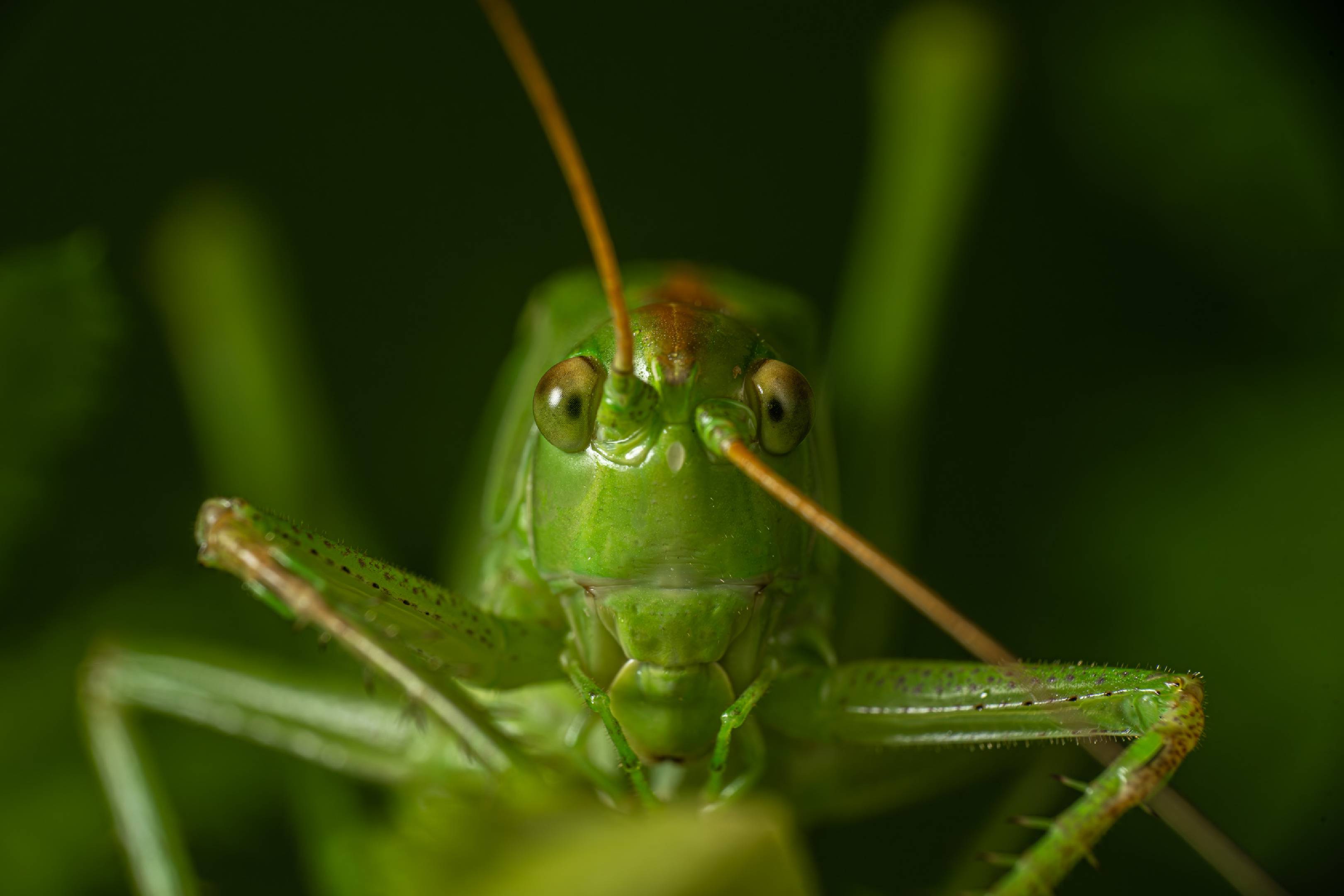 Great Green Bush-cricket | Great Green Bush-cricket