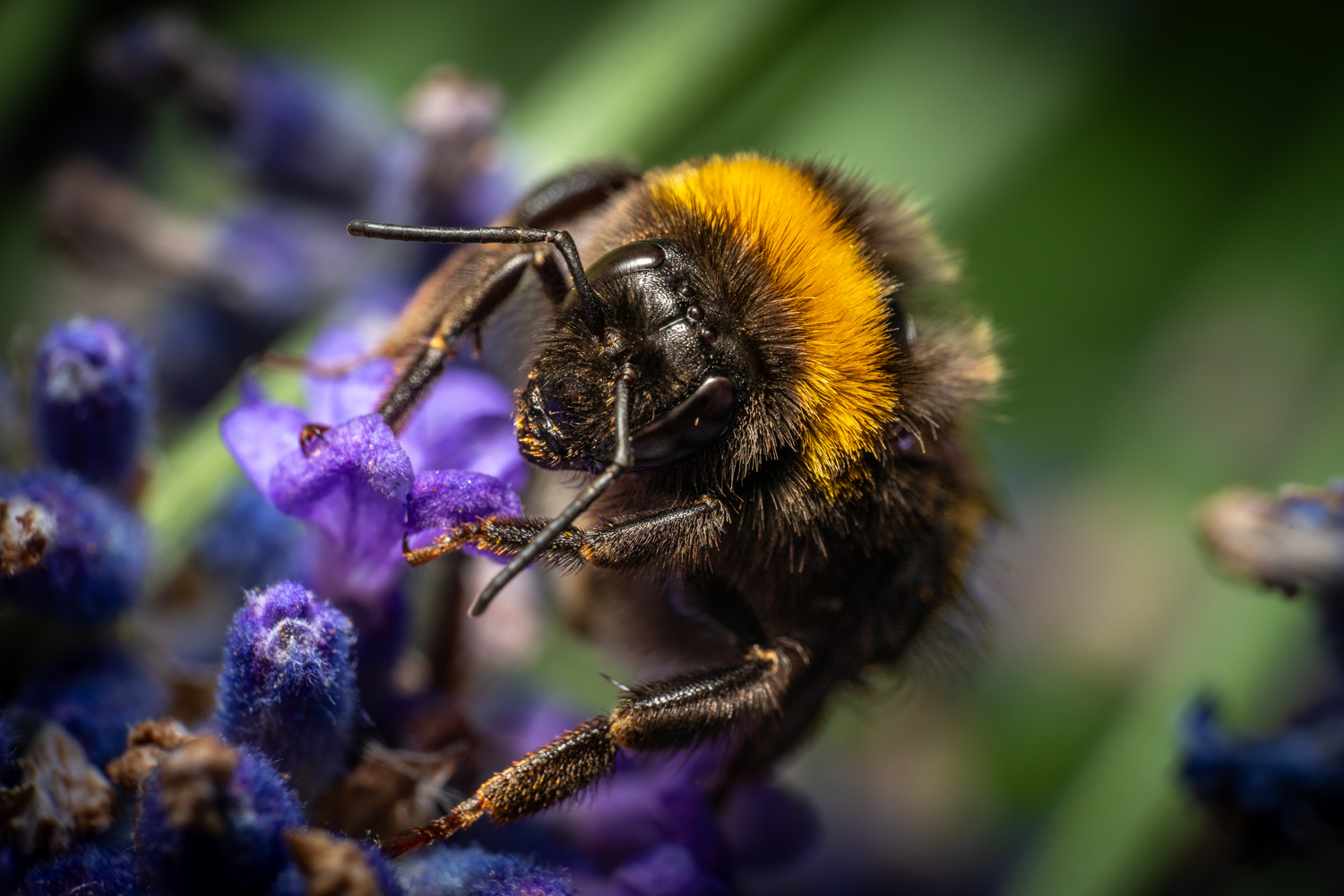 Garden bumblebee | 1/250s * f14 * ISO 400 * 90mm - FE 90mm F2.8 Macro G OSS - Sony α7R V Garden bumblebee