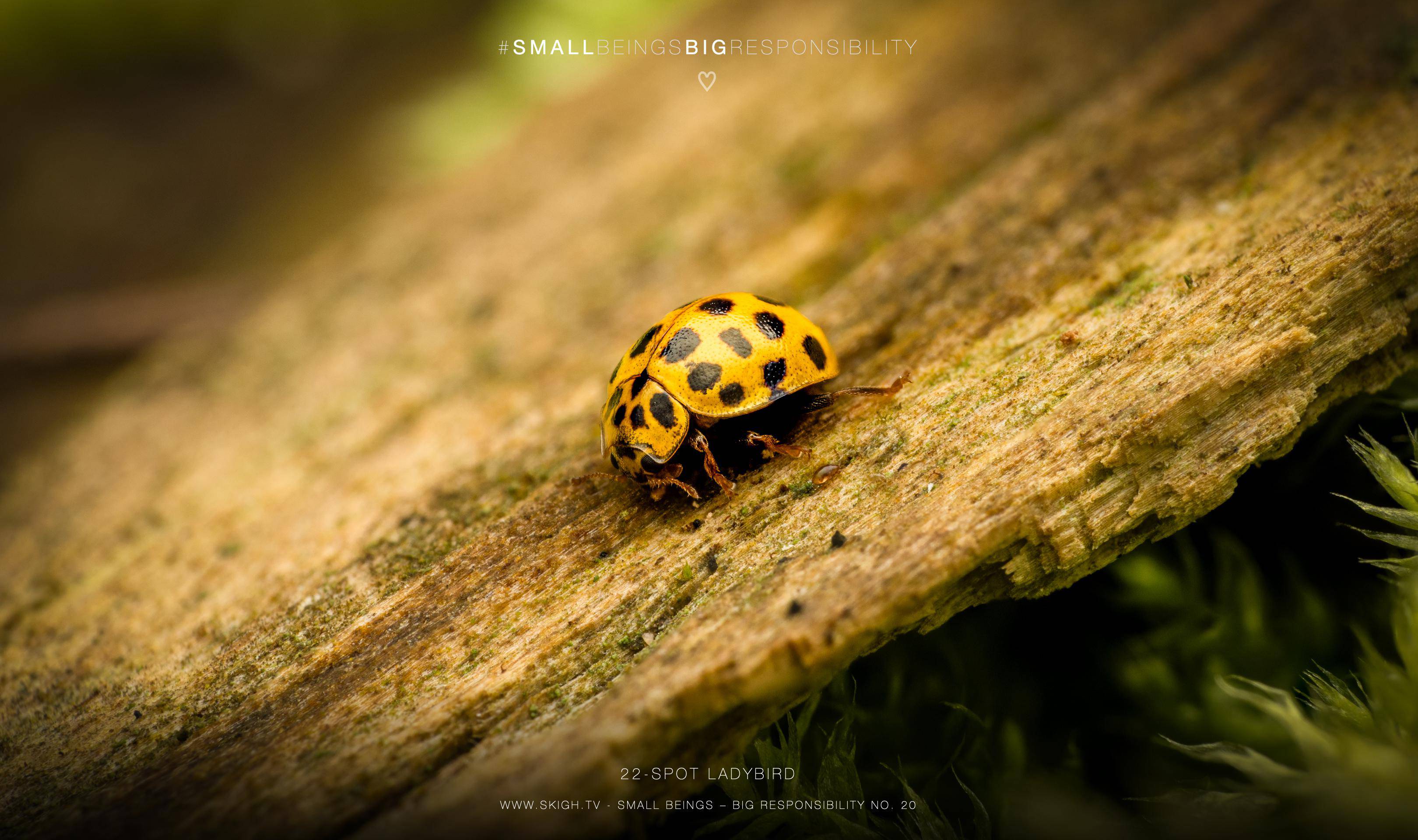 22-spot ladybird | 1/160s * f13 * ISO 200 * 90mm - FE 90mm F2.8 Macro G OSS - Sony α7R V 22-spot ladybird