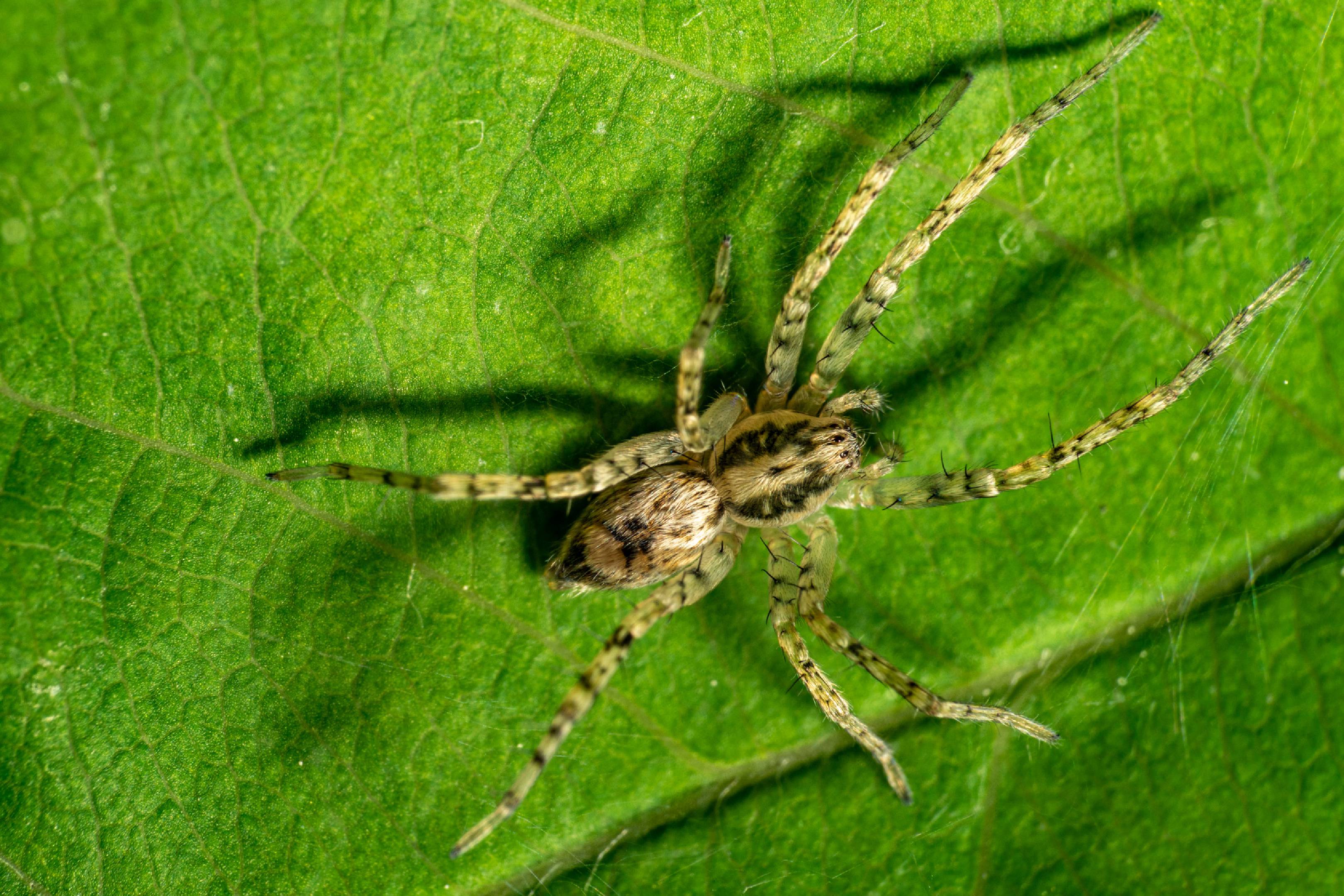 Buzzing Spider | Buzzing Spider
