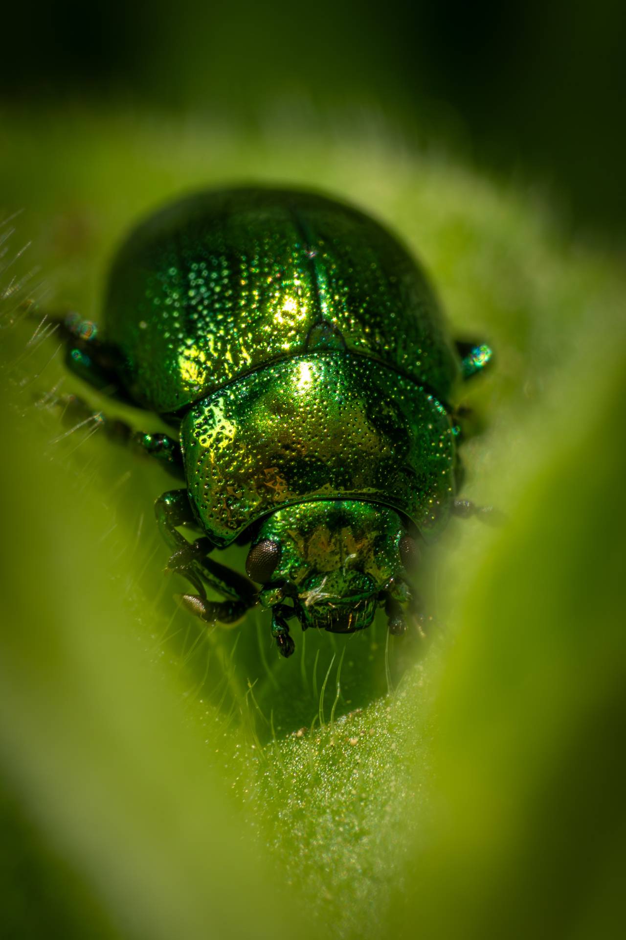Green Dock Beetle | Green Dock Beetle