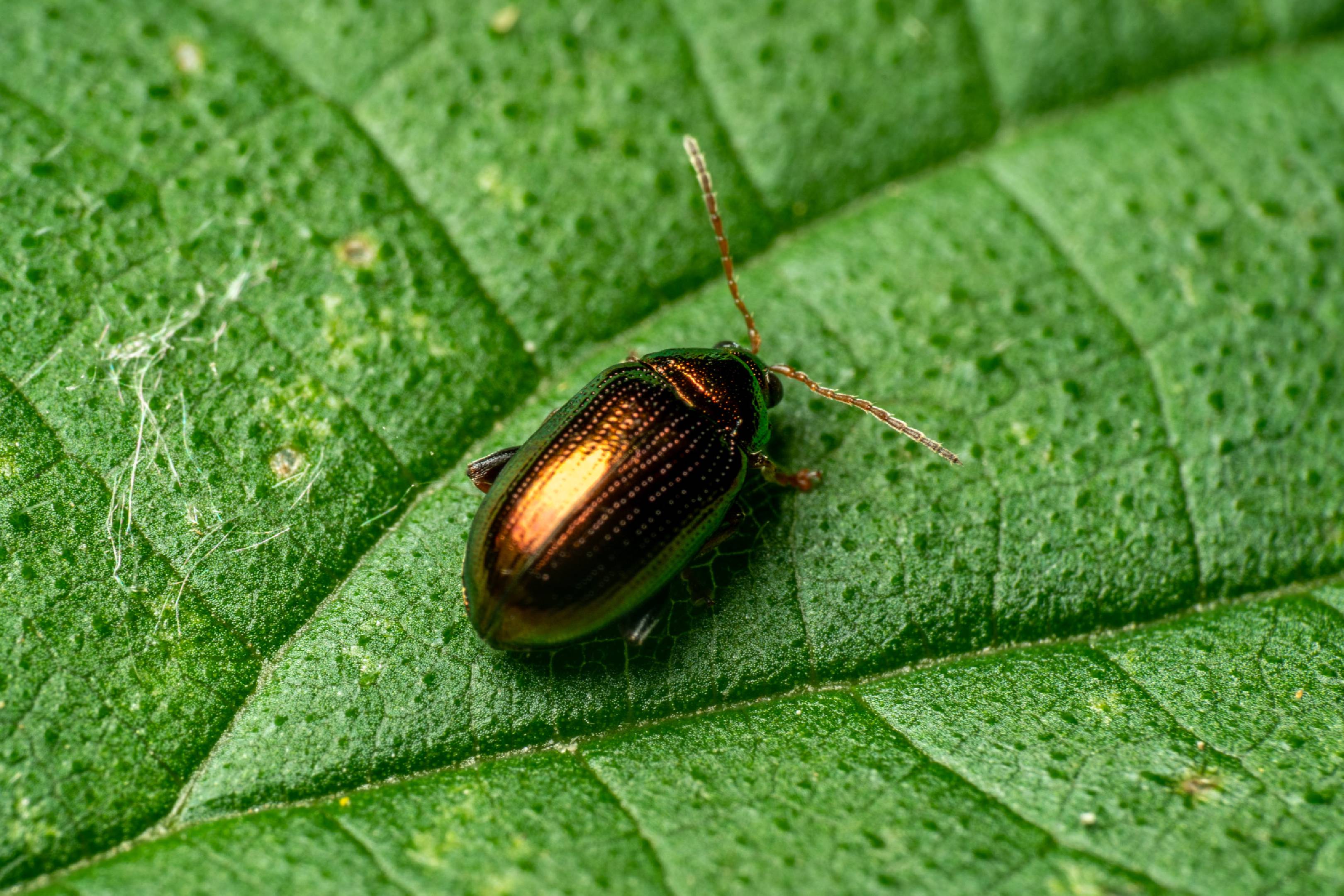 Crepidodera aurea | Crepidodera aurea