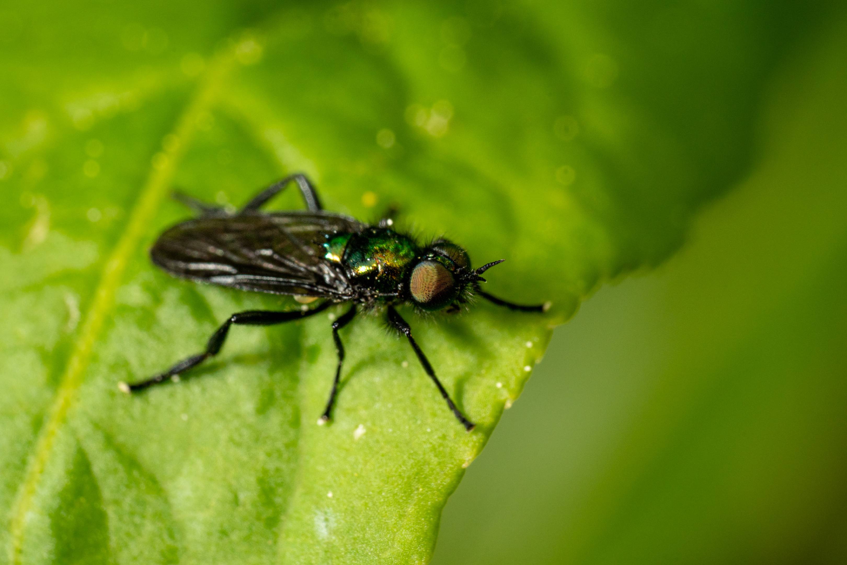 Black-horned Gem Fly | Black-horned Gem Fly