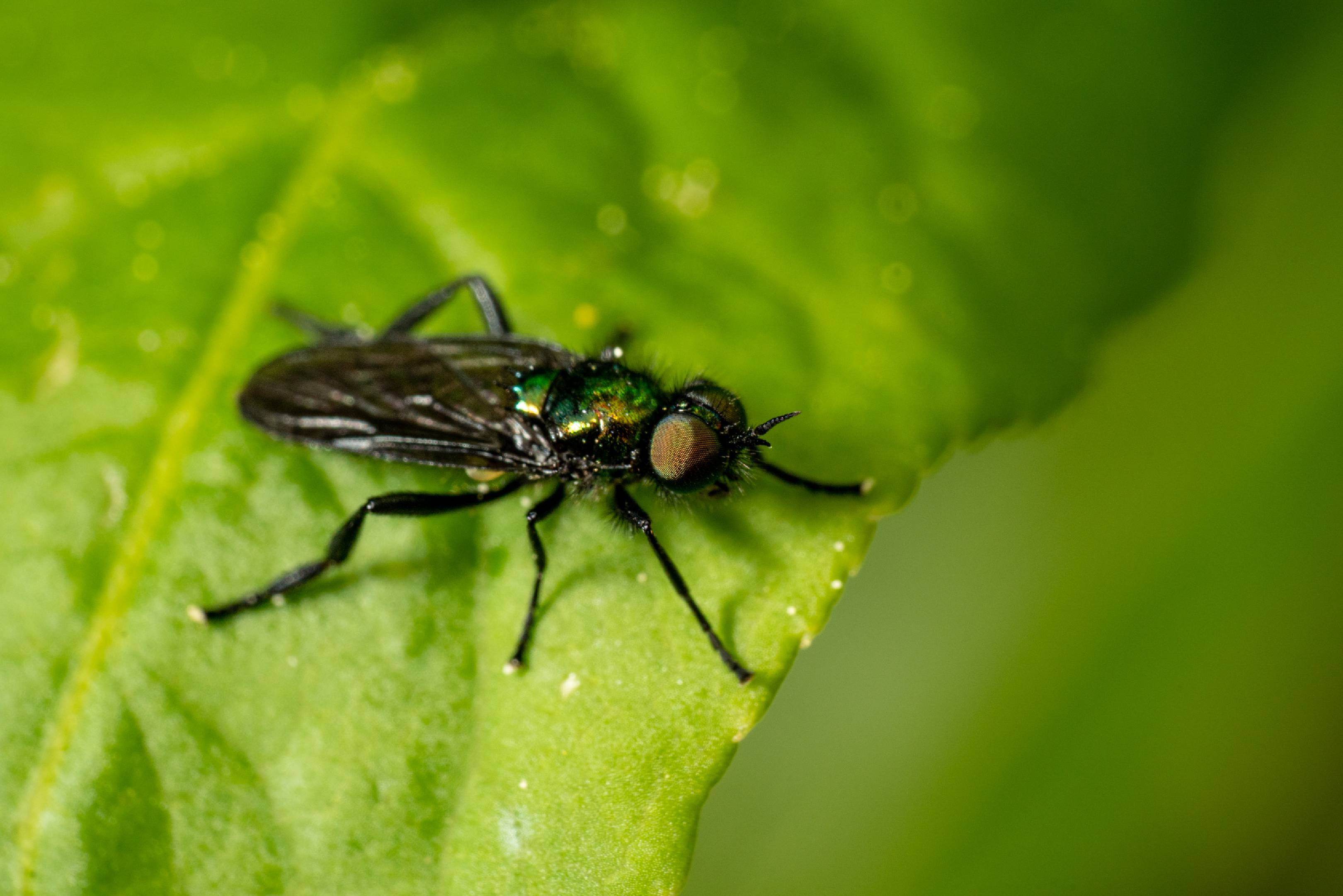 Black-horned Gem Fly