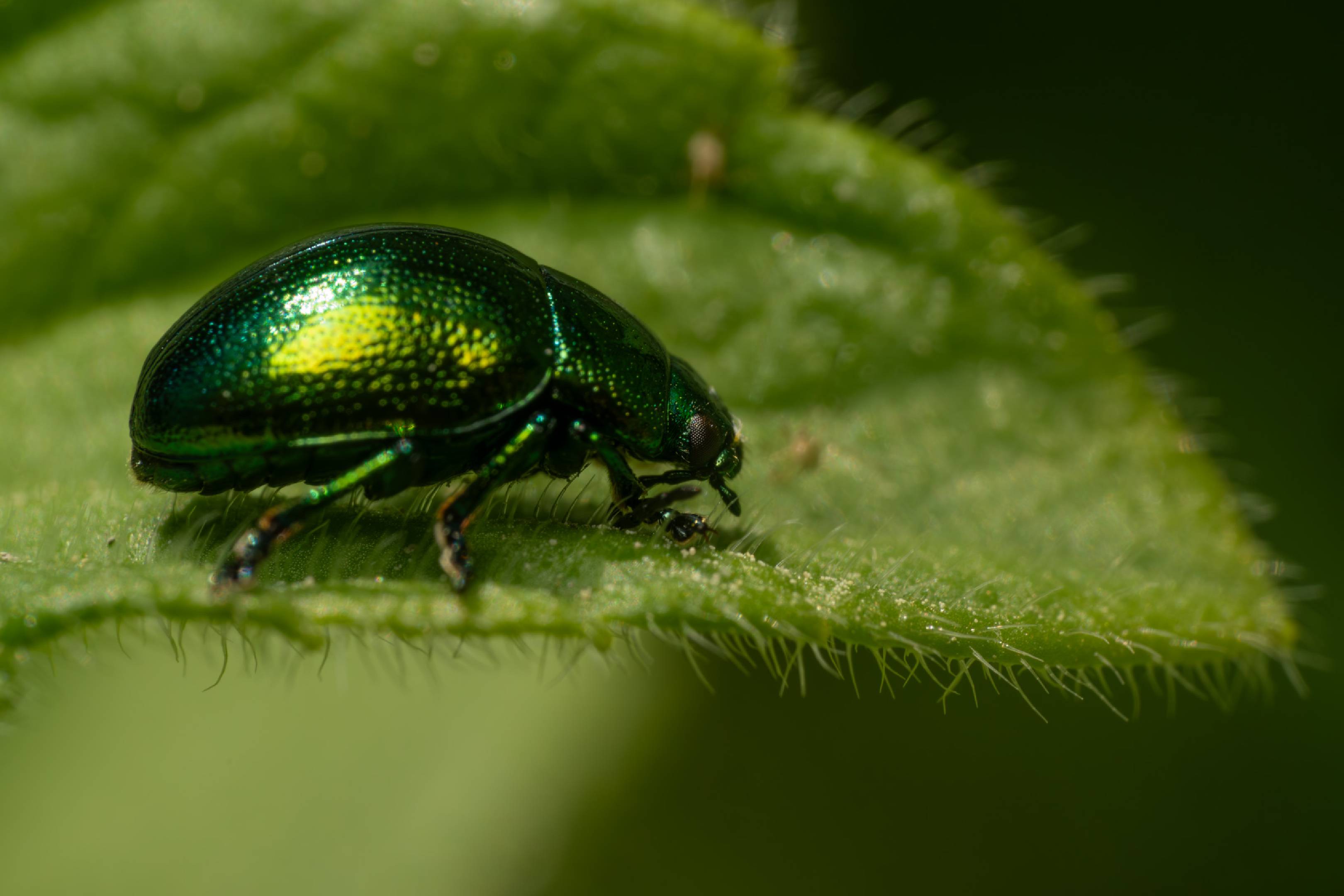 Green Dock Beetle | Green Dock Beetle