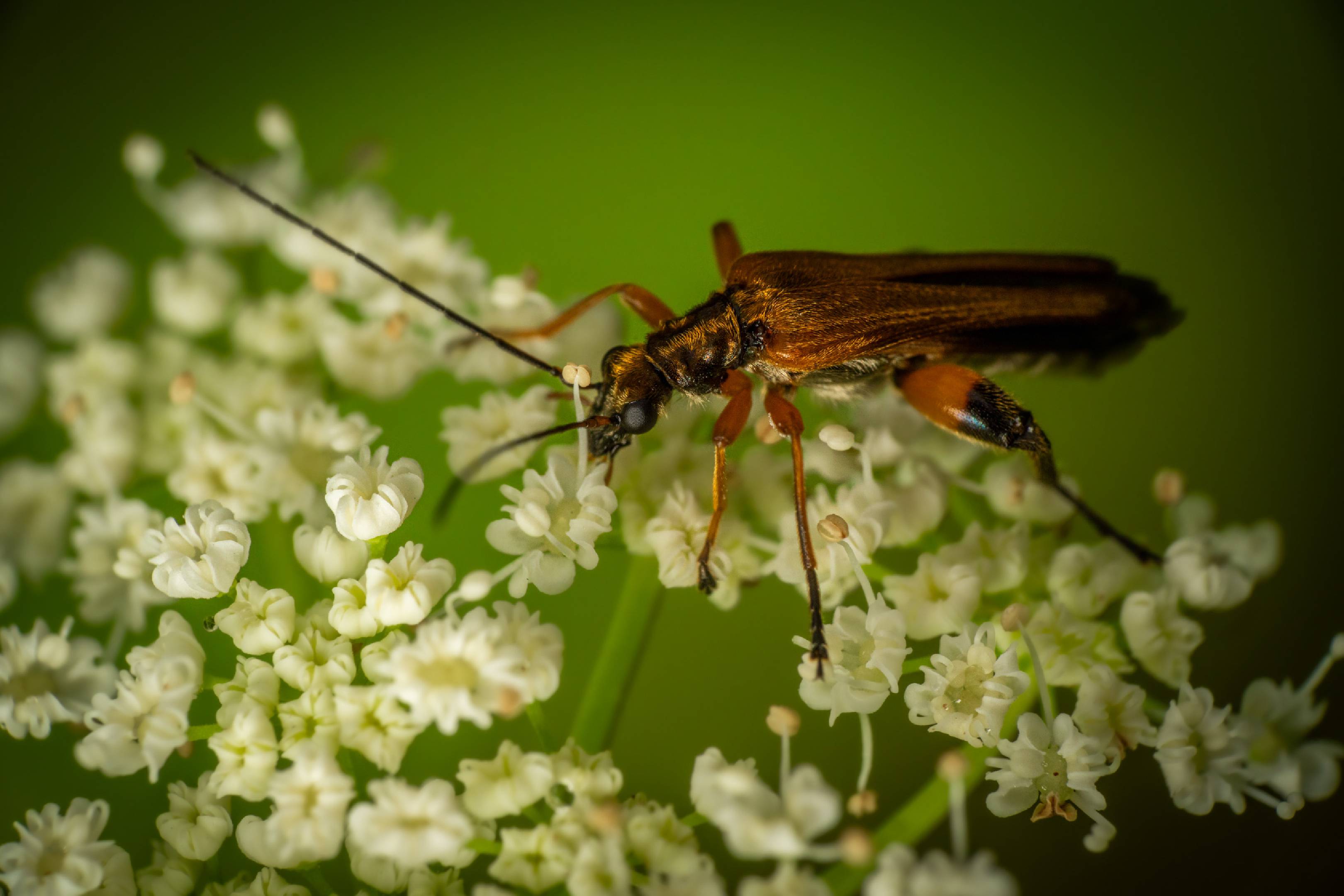 Oedemera femorata | Oedemera femorata