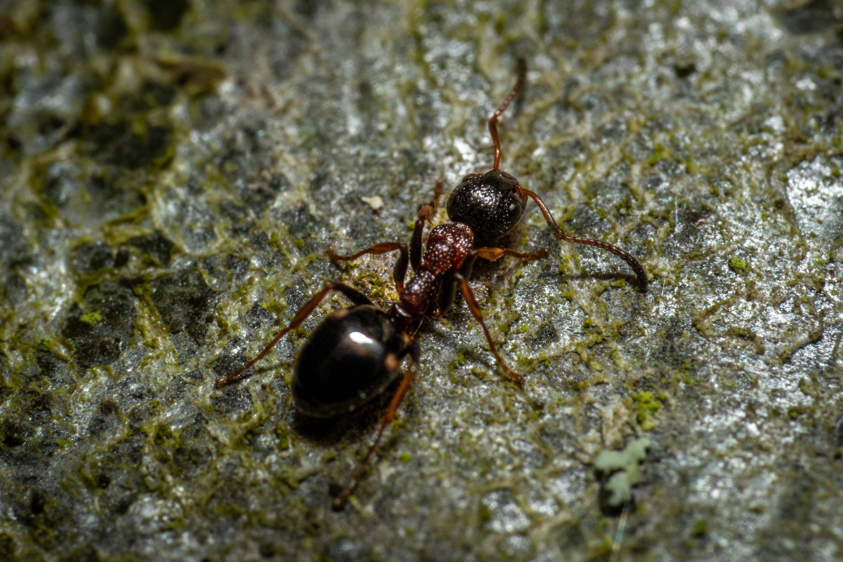 Black-backed meadow ant | Black-backed meadow ant