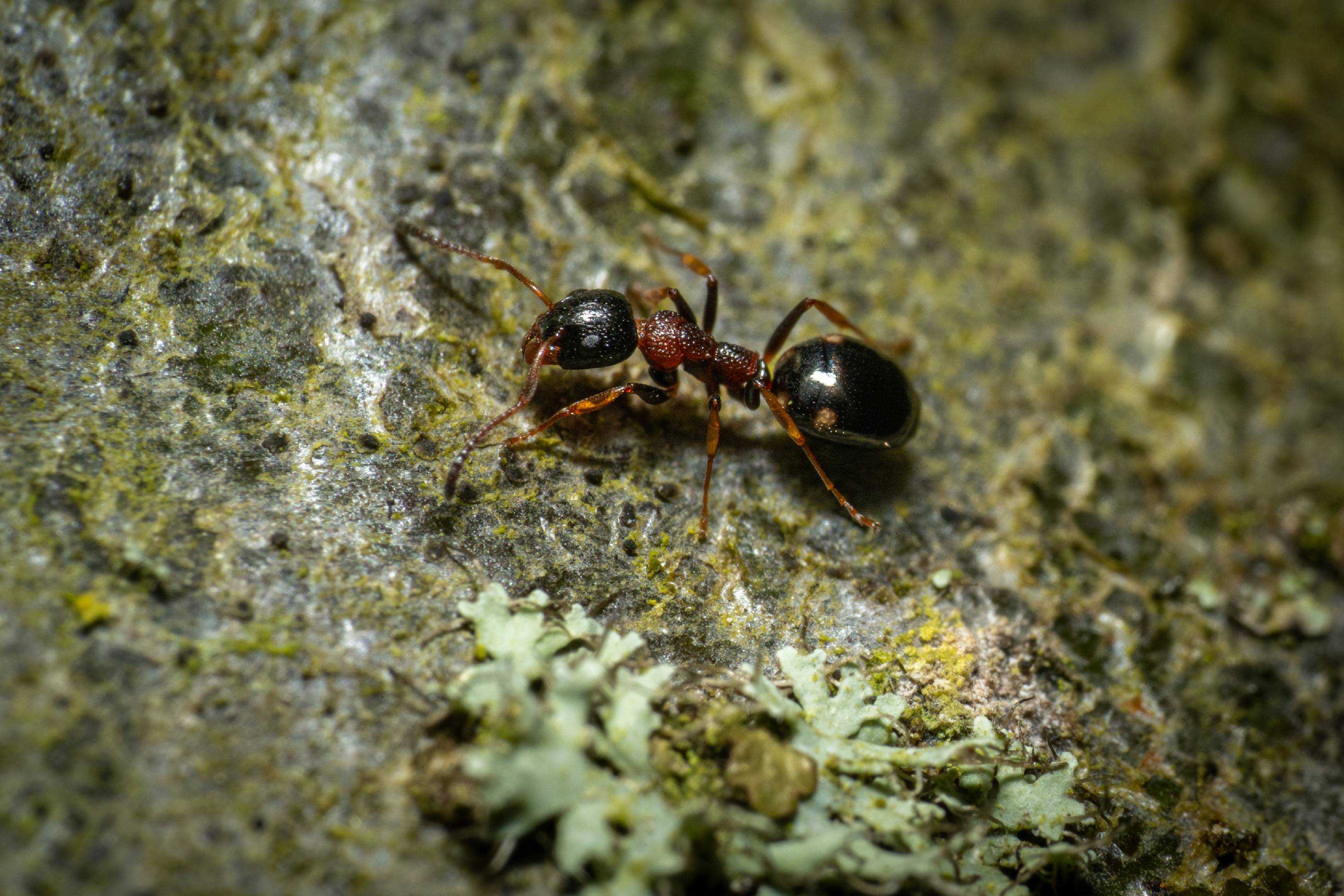 Black-backed meadow ant | Black-backed meadow ant