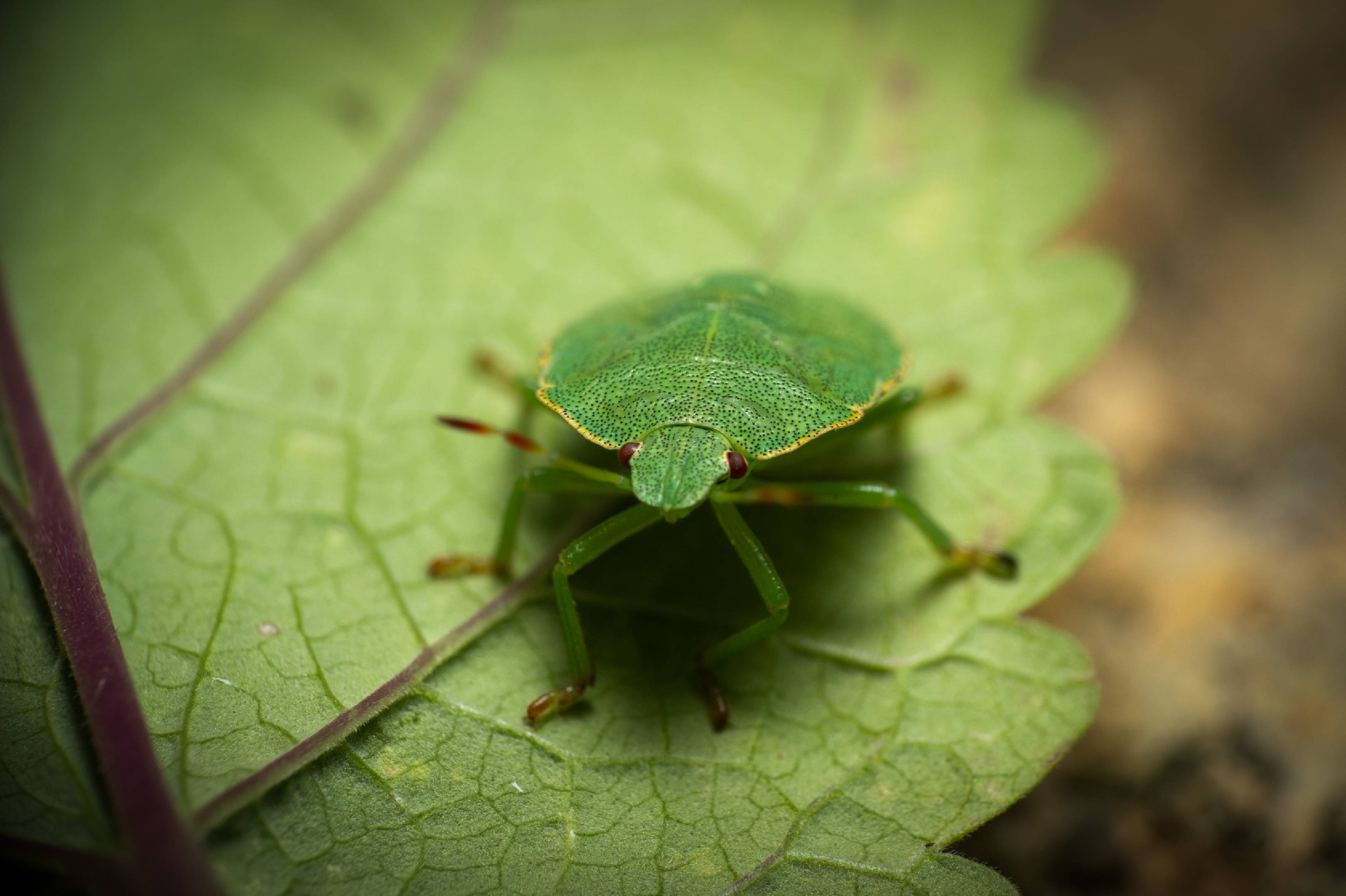 Green Shield Bug | Green Shield Bug