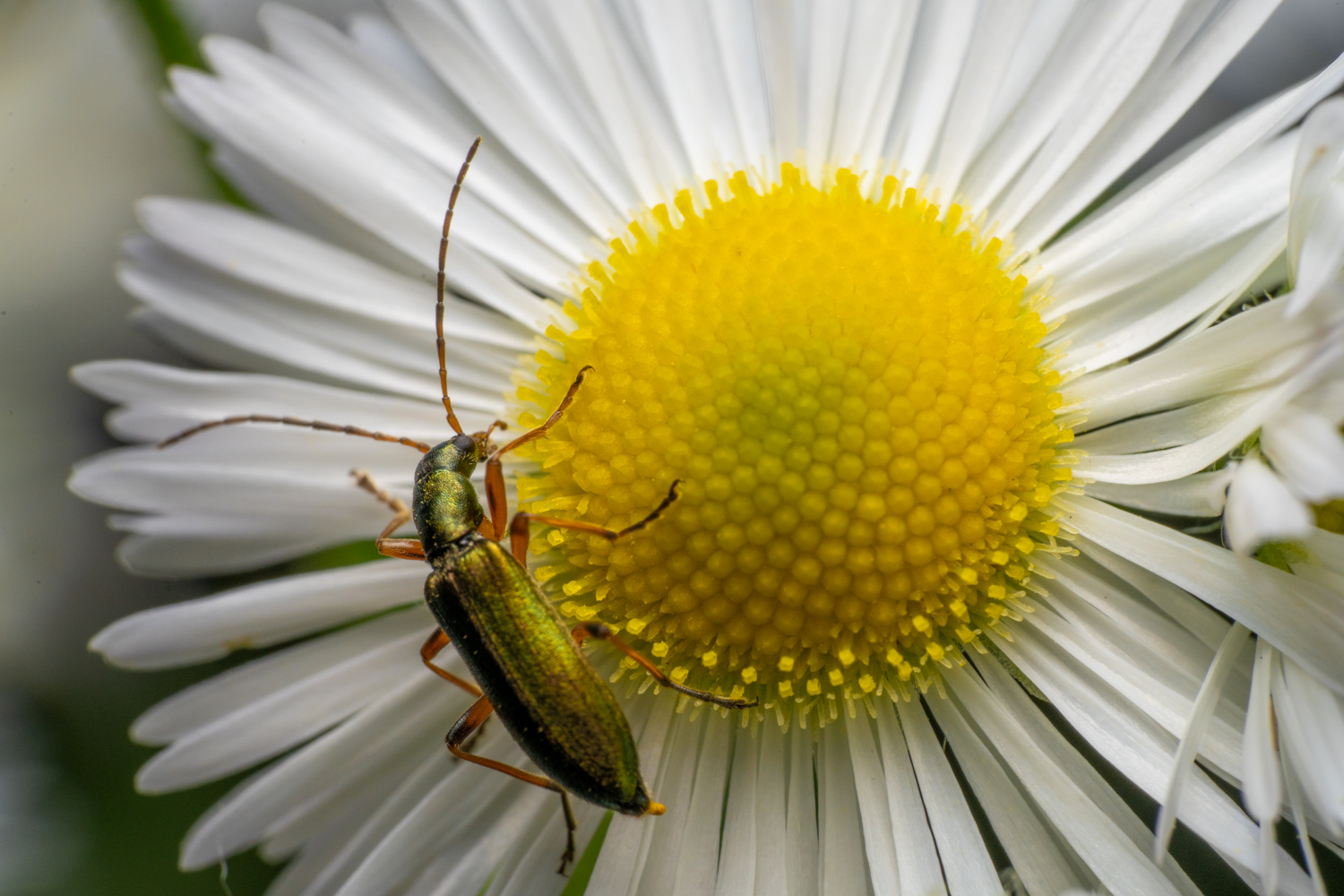 Graugrüner Schenkelkäfer | 1/250s * f16 * ISO 400 * 90mm - FE 90mm F2.8 Macro G OSS - Sony α7R V Graugrüner Schenkelkäfer
