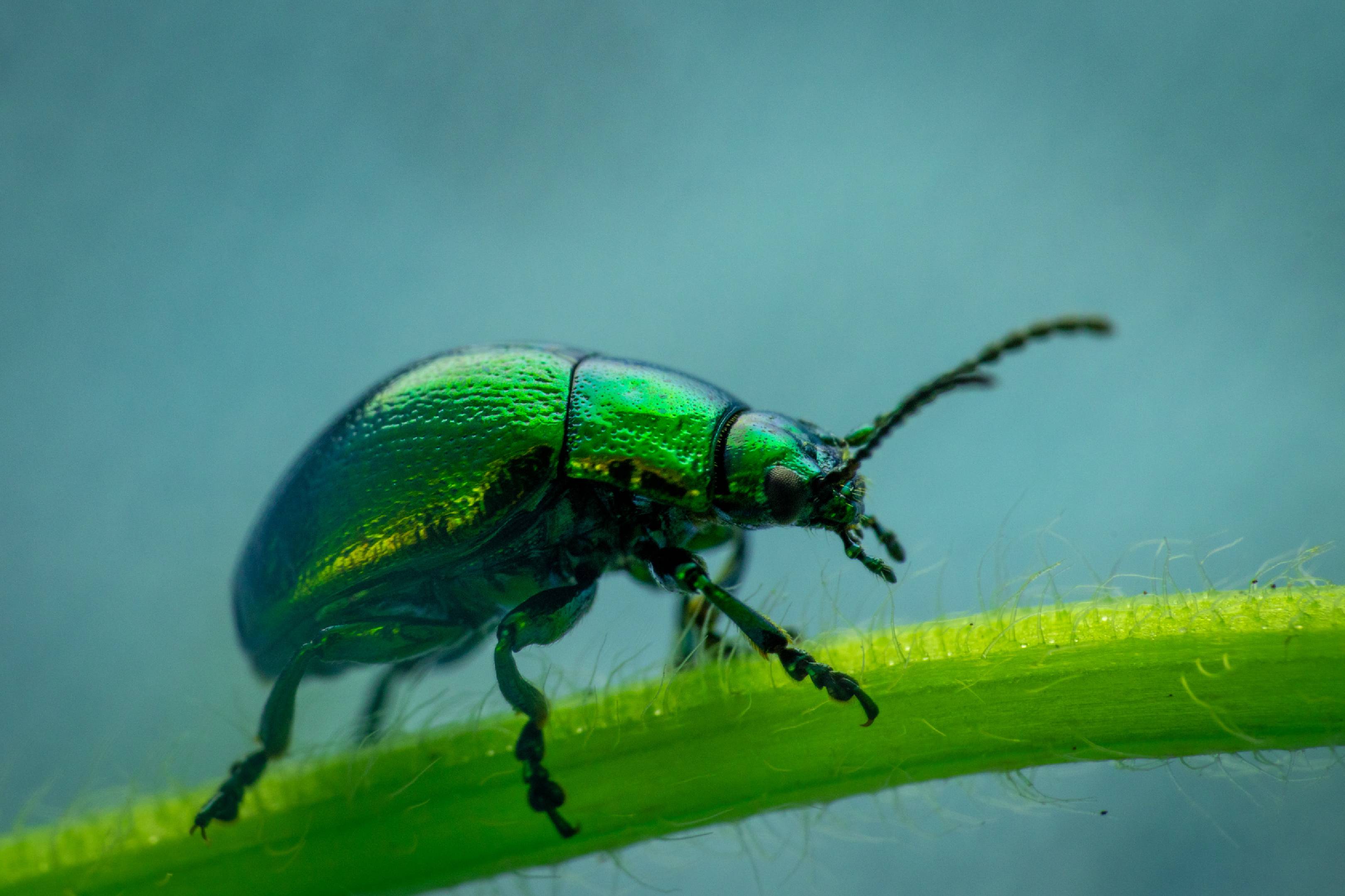 Green Dock Beetle | Green Dock Beetle