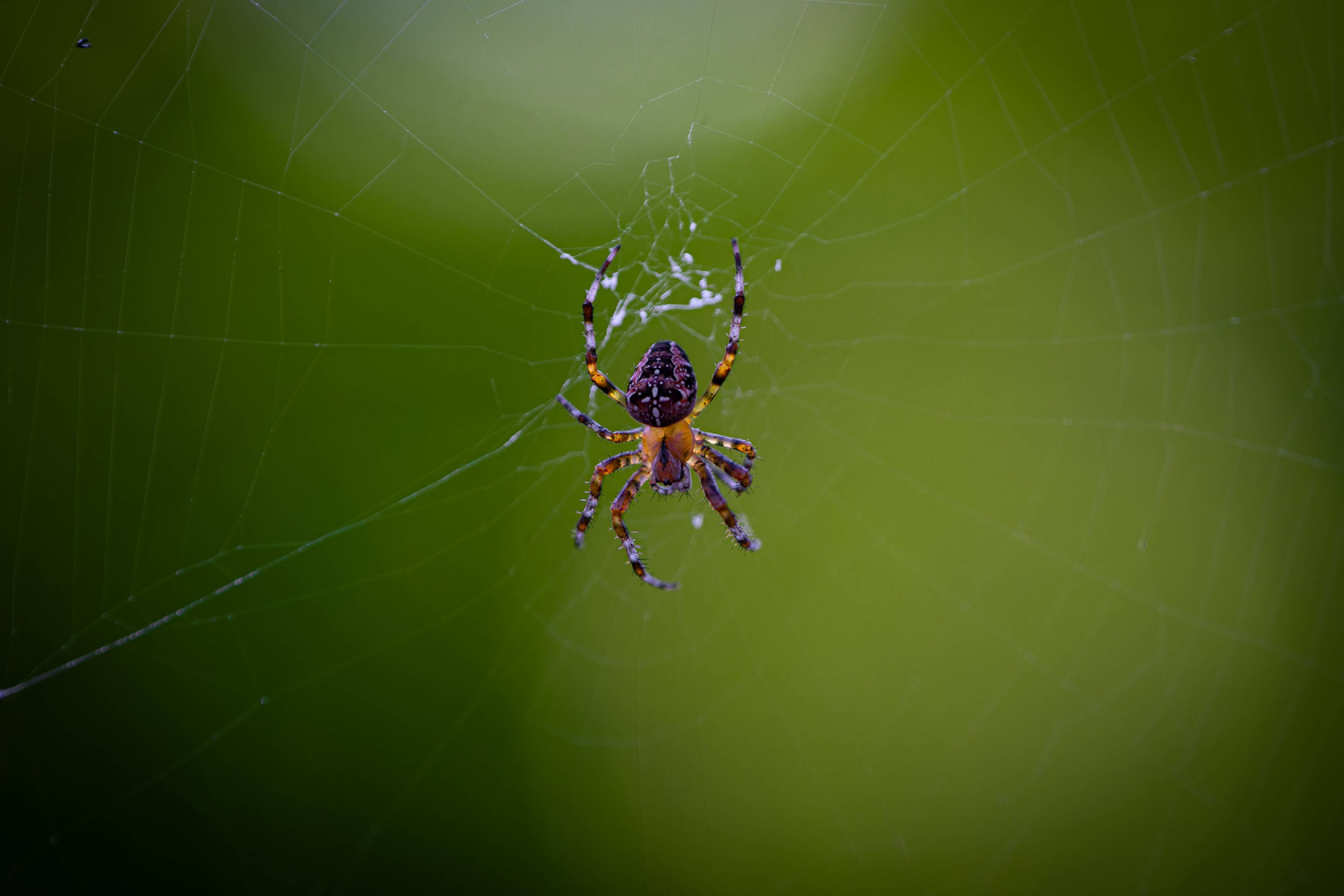 Cross Orbweaver | Cross Orbweaver