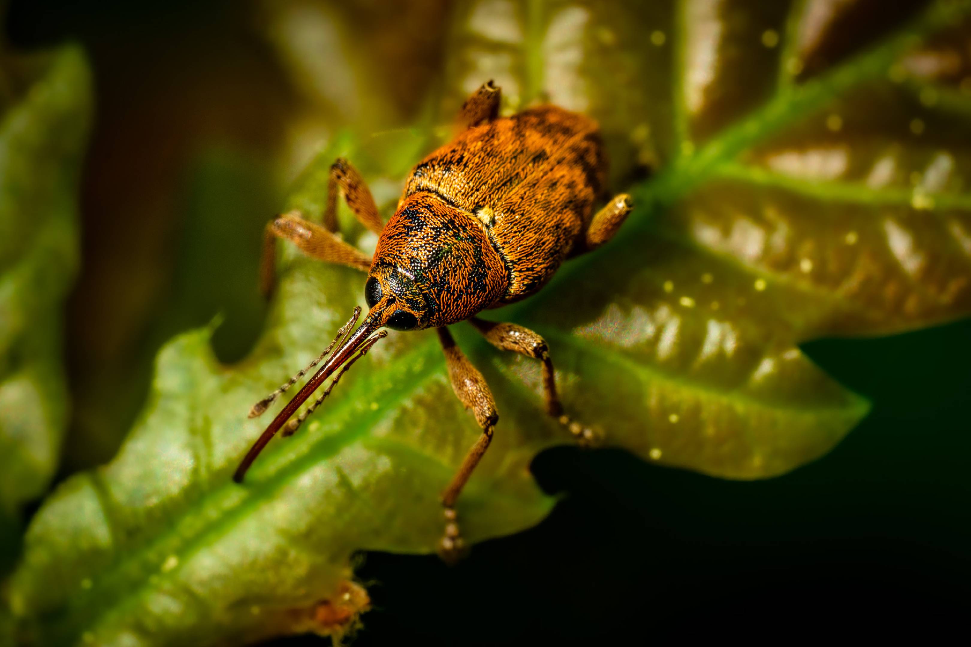 Nut Weevil | Nut Weevil
