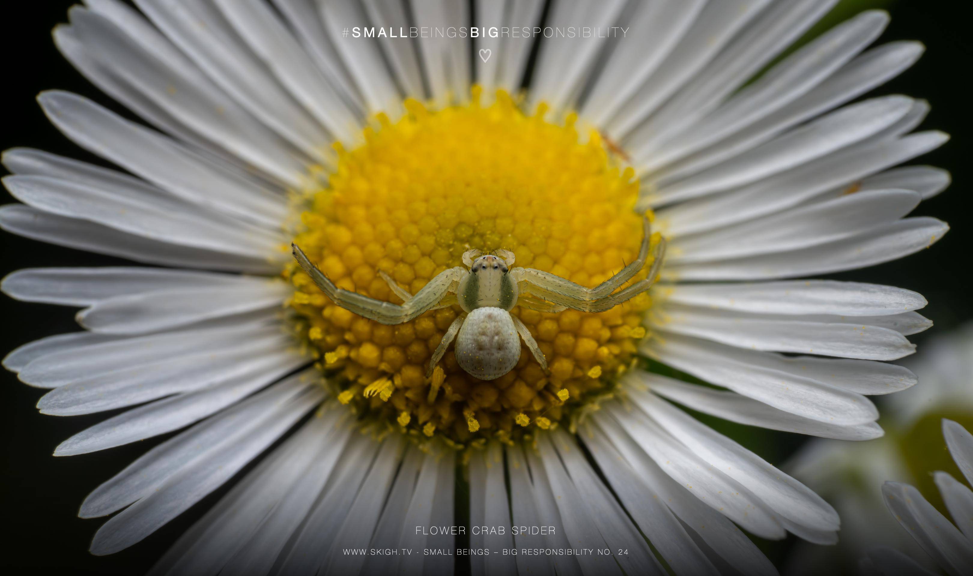 Flower crab spider | 1/250s * f14 * ISO 400 * 90mm - FE 90mm F2.8 Macro G OSS - Sony α7R V Flower crab spider