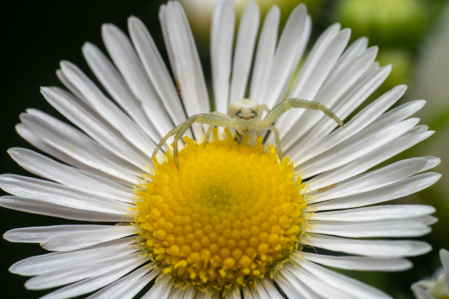 Flower crab spider | 1/250s * f14 * ISO 400 * 90mm - FE 90mm F2.8 Macro G OSS - Sony α7R V Flower crab spider