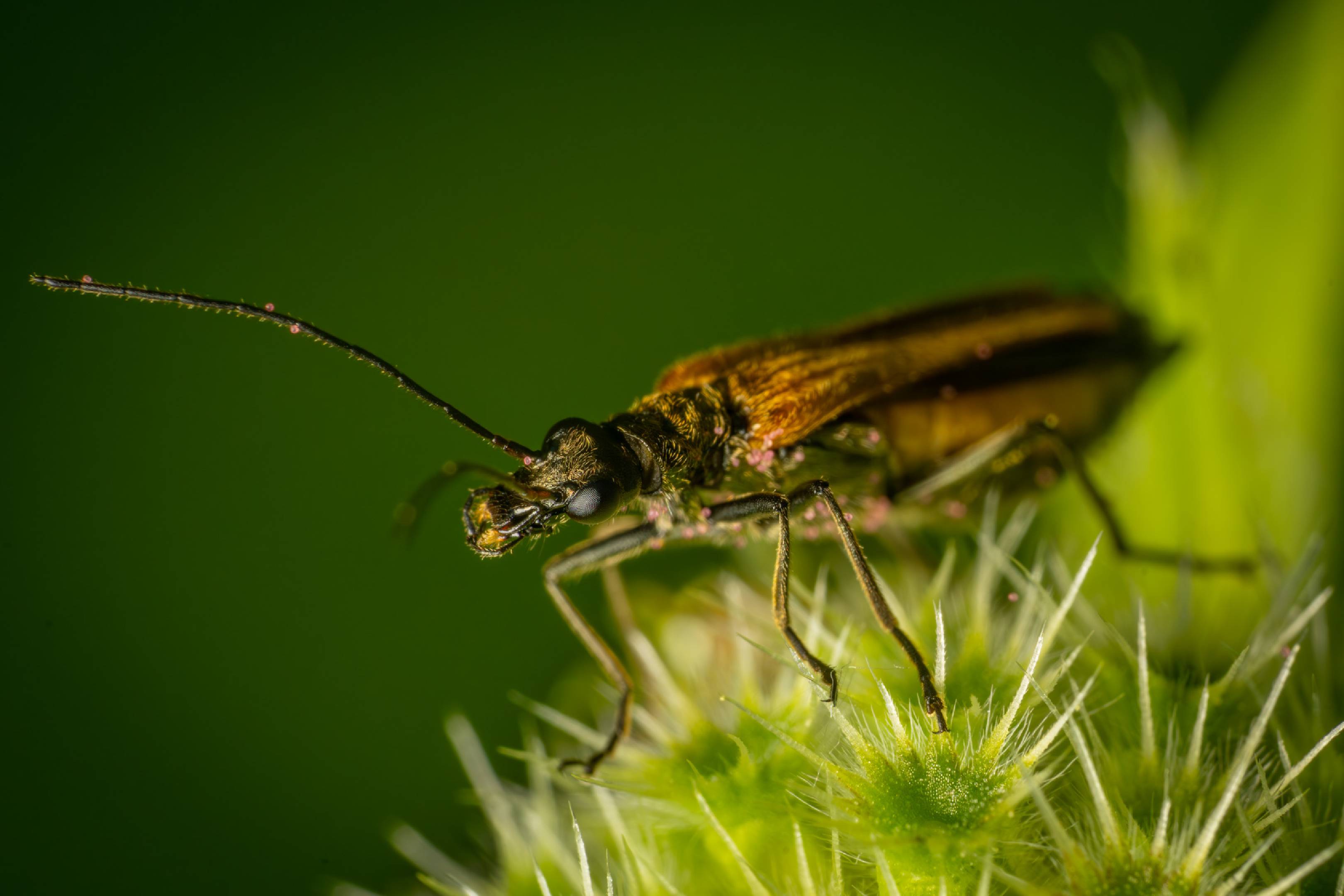 Fairy-ring Longhorn Beetle | Fairy-ring Longhorn Beetle