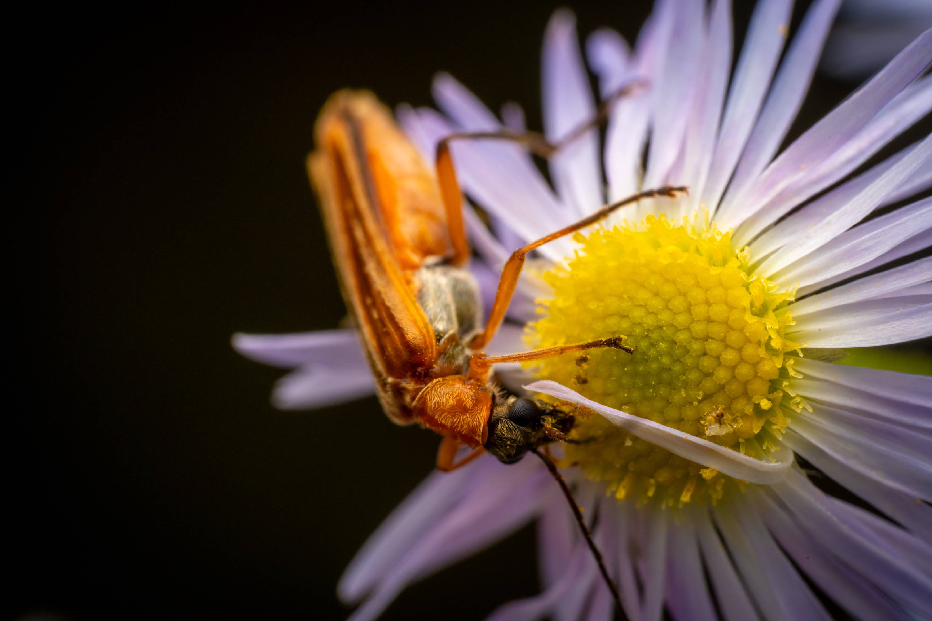 Oedemera podagrariae | Oedemera podagrariae