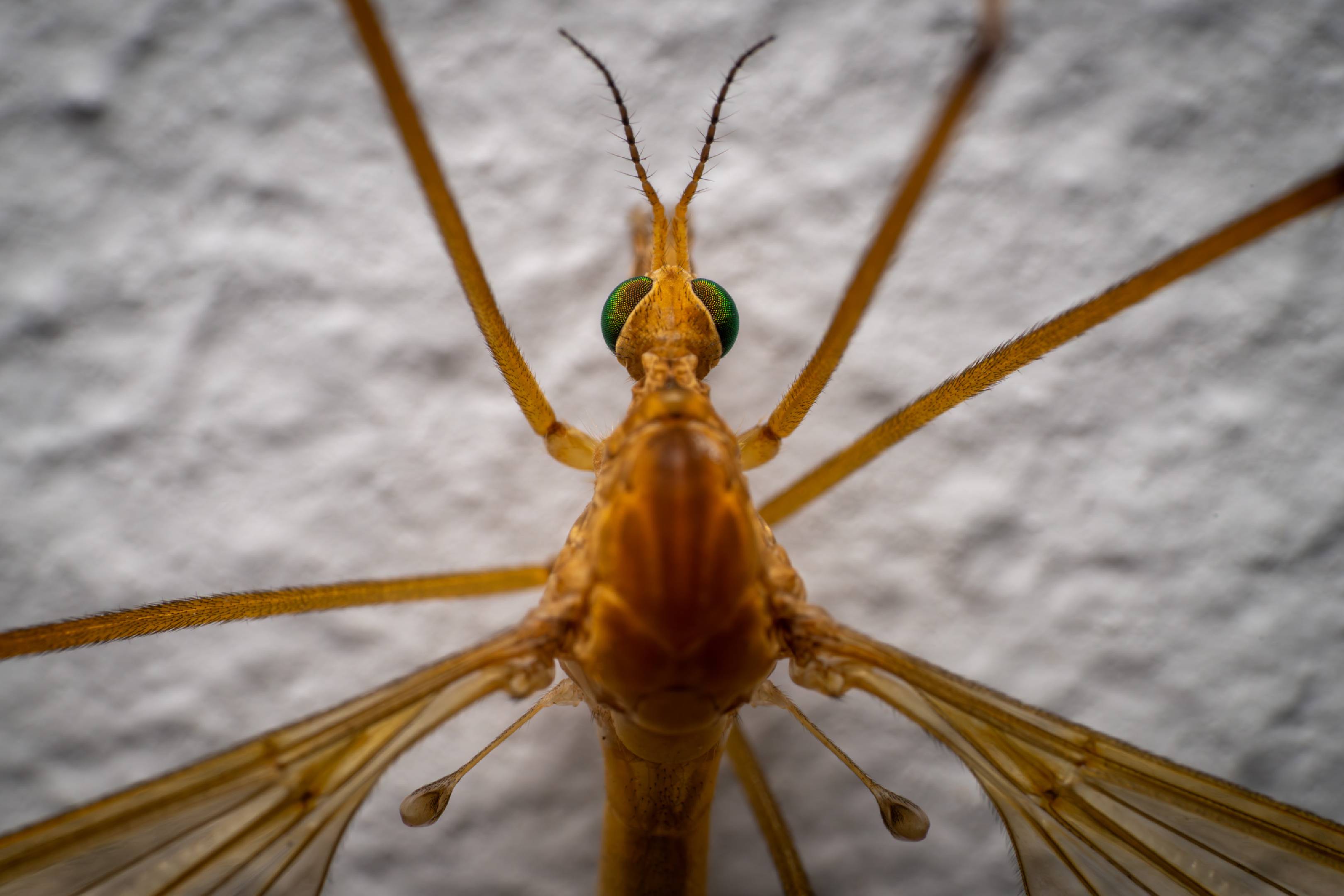 Tipula confusa | Tipula confusa