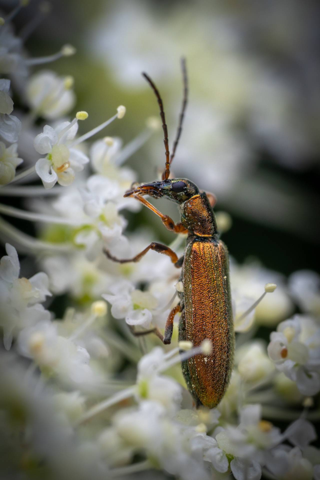 Chrysanthia viridissima | Chrysanthia viridissima