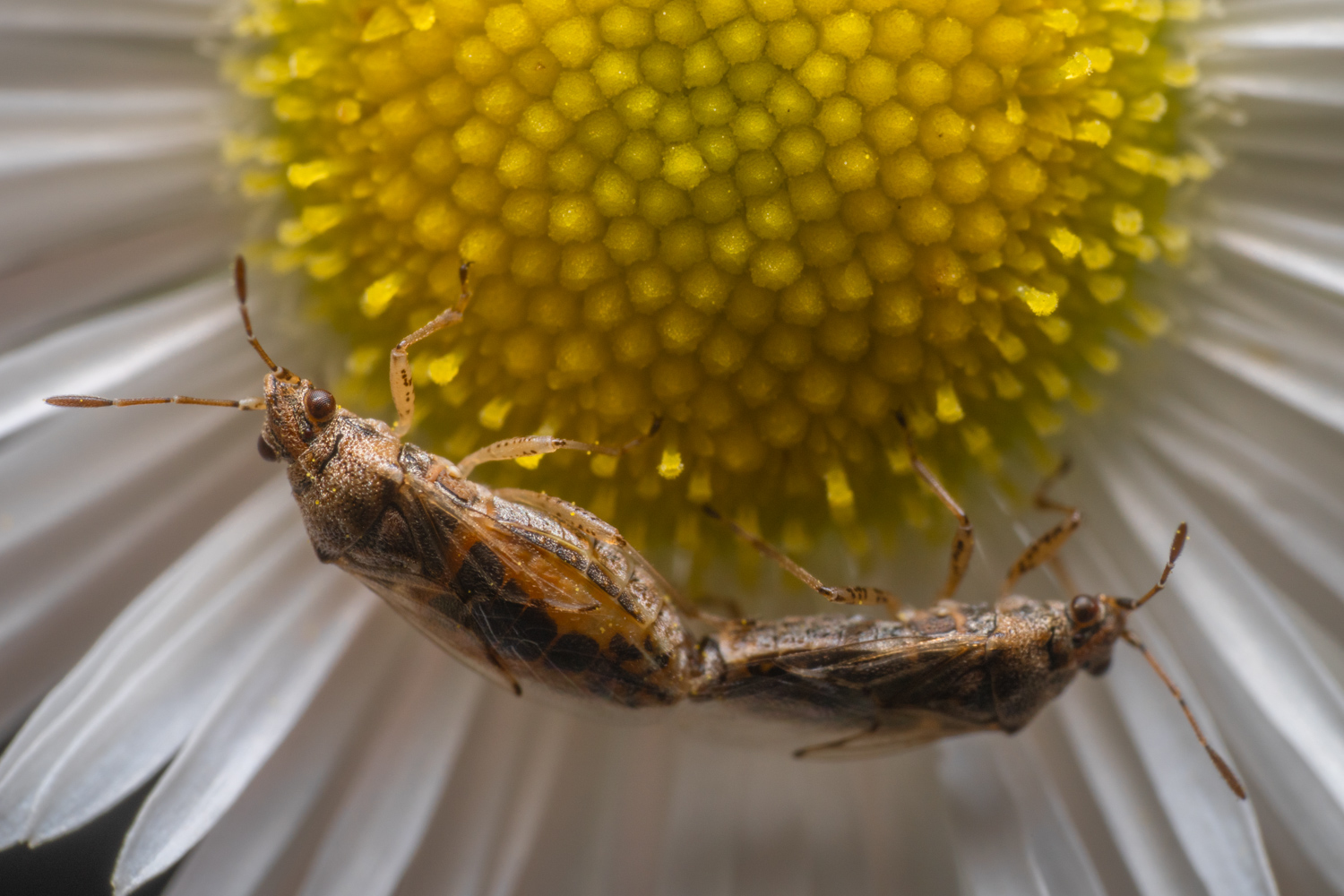Rhopalus parumpunctatus | 1/200s * f14 * ISO 200 * 90mm - FE 90mm F2.8 Macro G OSS - Sony α7R V Rhopalus parumpunctatus