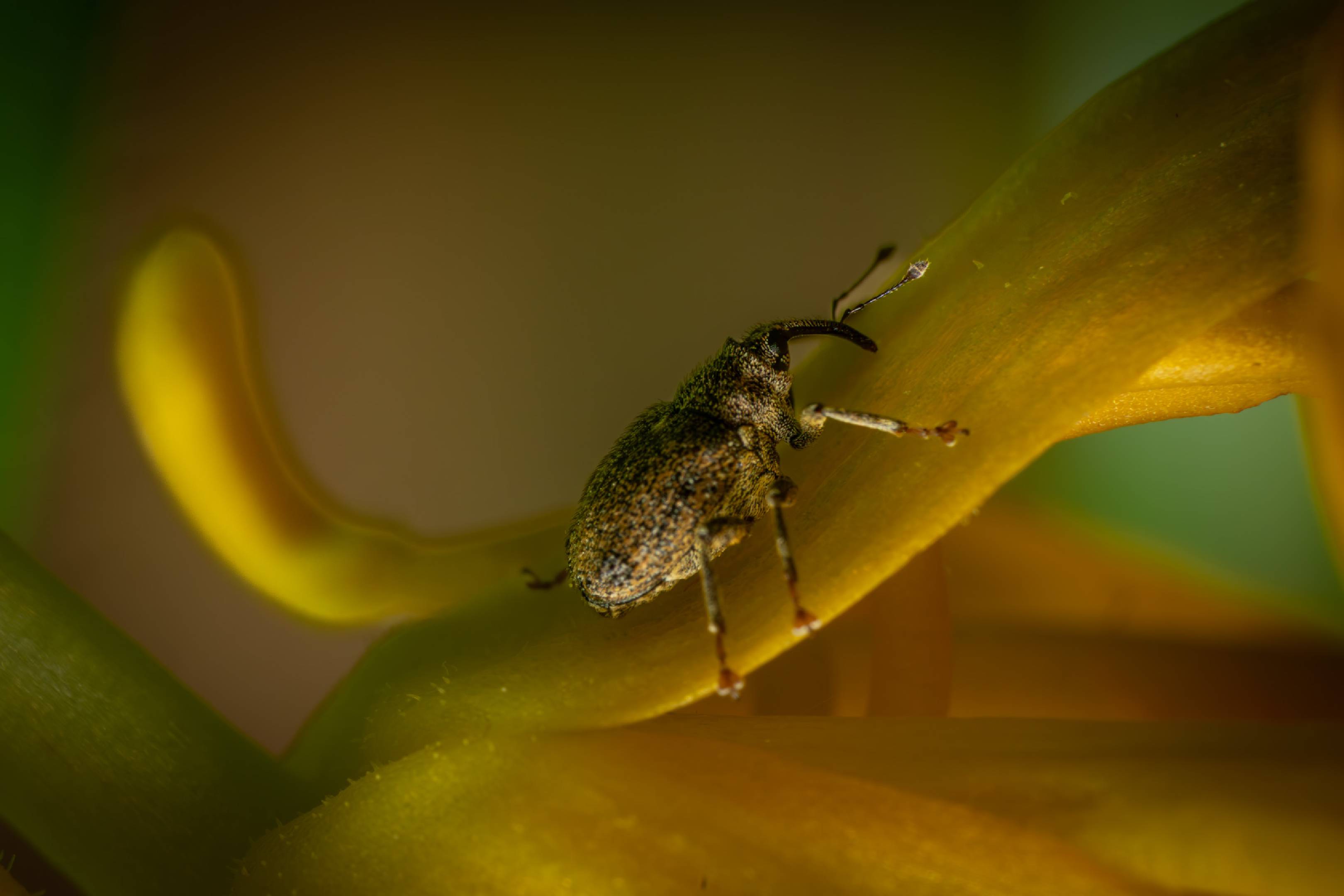 Cabbage Stem Weevil | Cabbage Stem Weevil