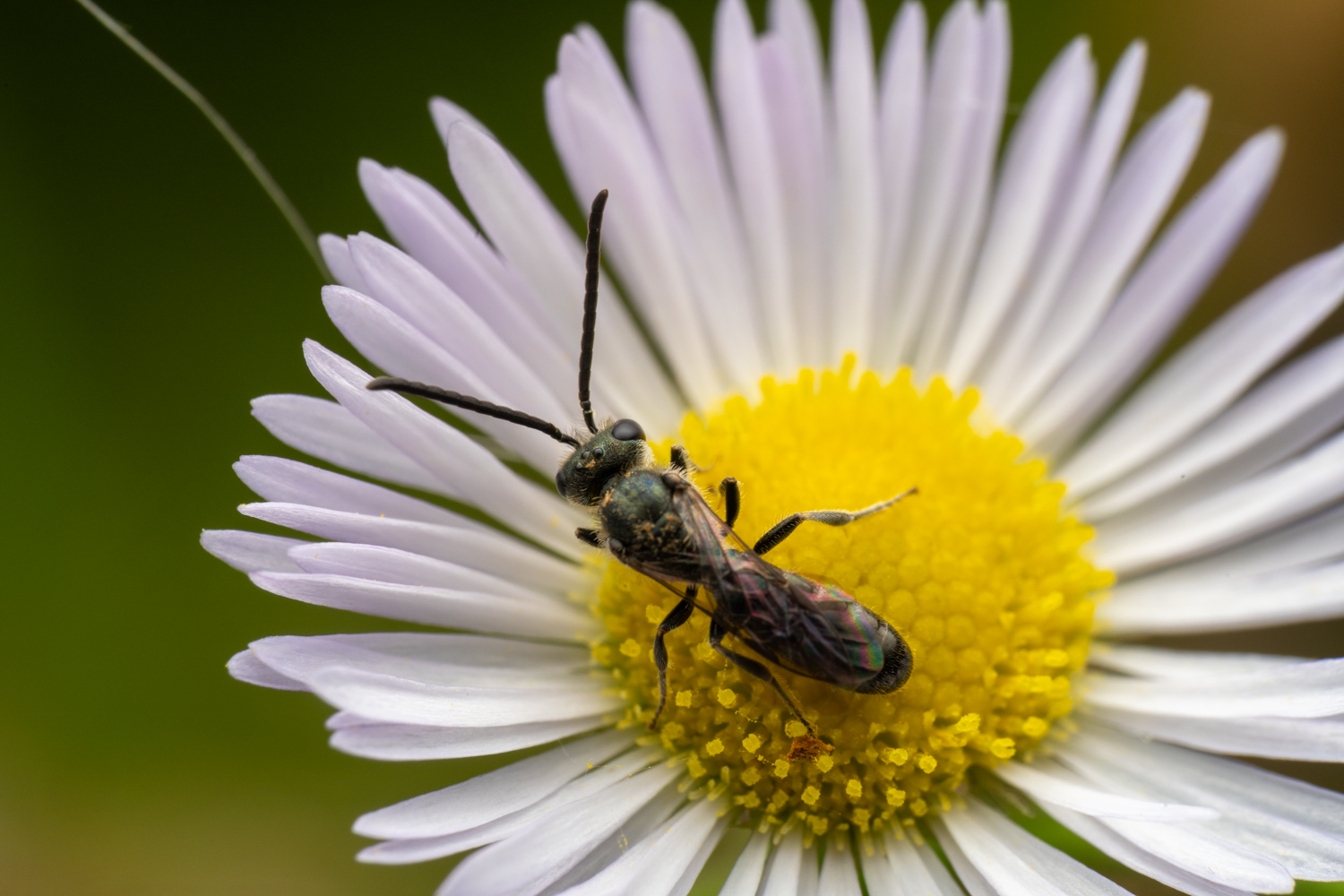 Sharp-collared furrow bee | 1/160s * f14 * ISO 200 * 90mm - FE 90mm F2.8 Macro G OSS - Sony α7R V Sharp-collared furrow bee
