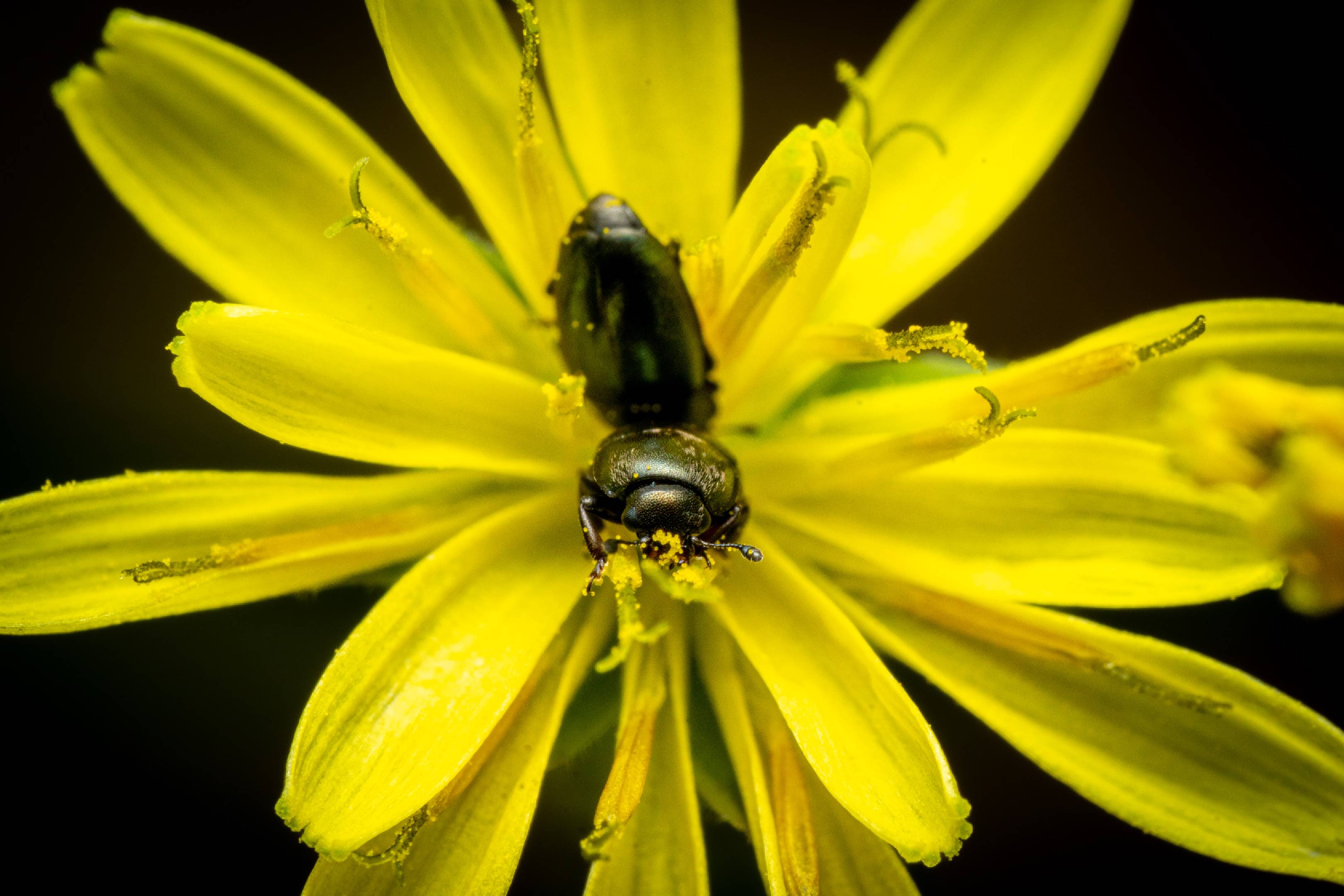 Common Pollen Beetle | Common Pollen Beetle