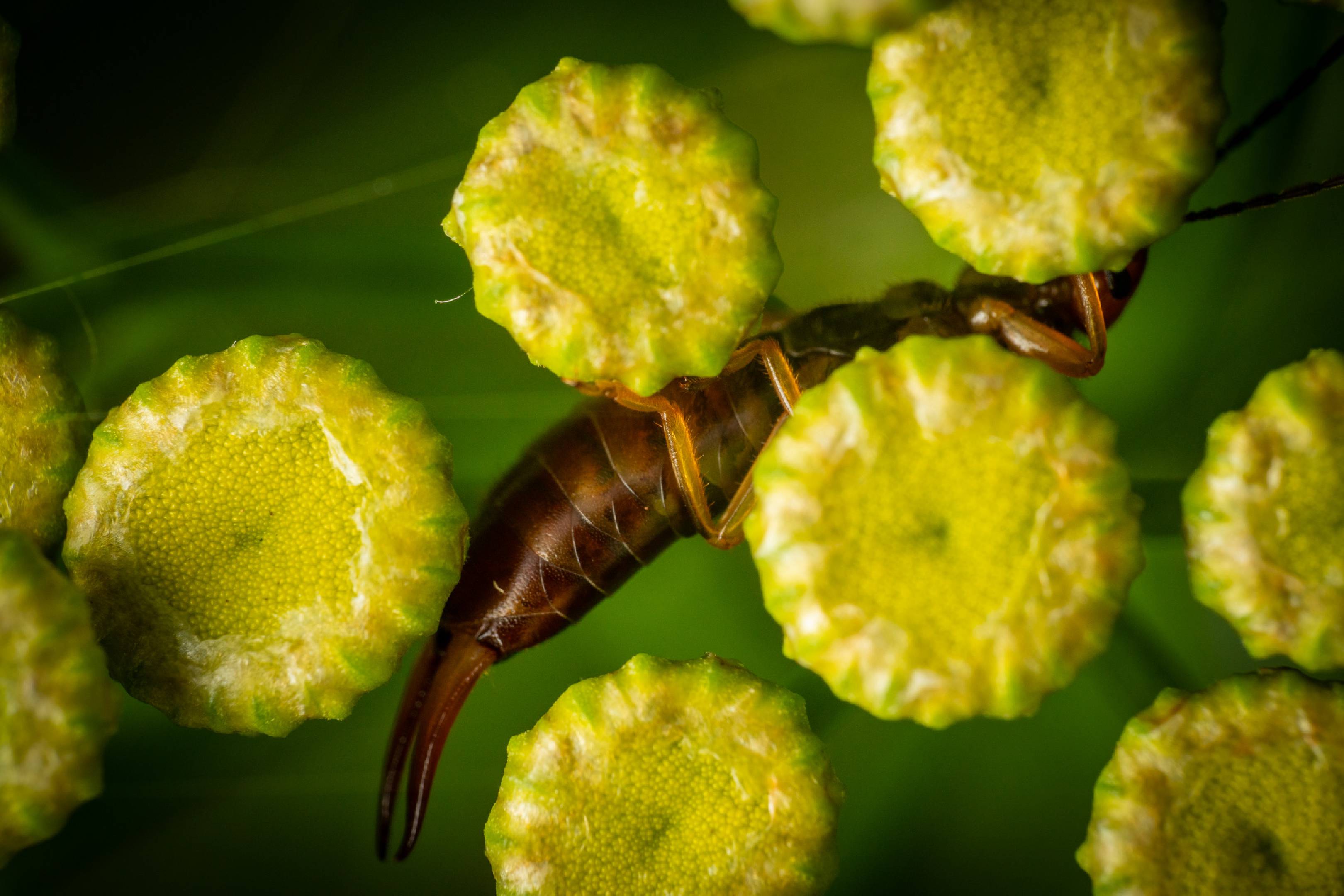 Hop-garden Earwig | Hop-garden Earwig