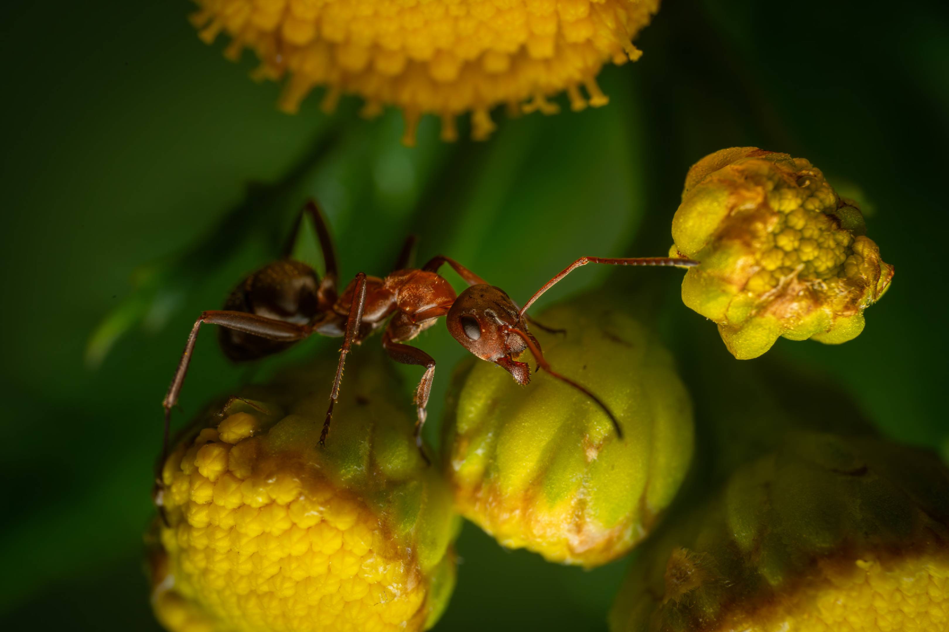 Red-barbed Ant | Red-barbed Ant