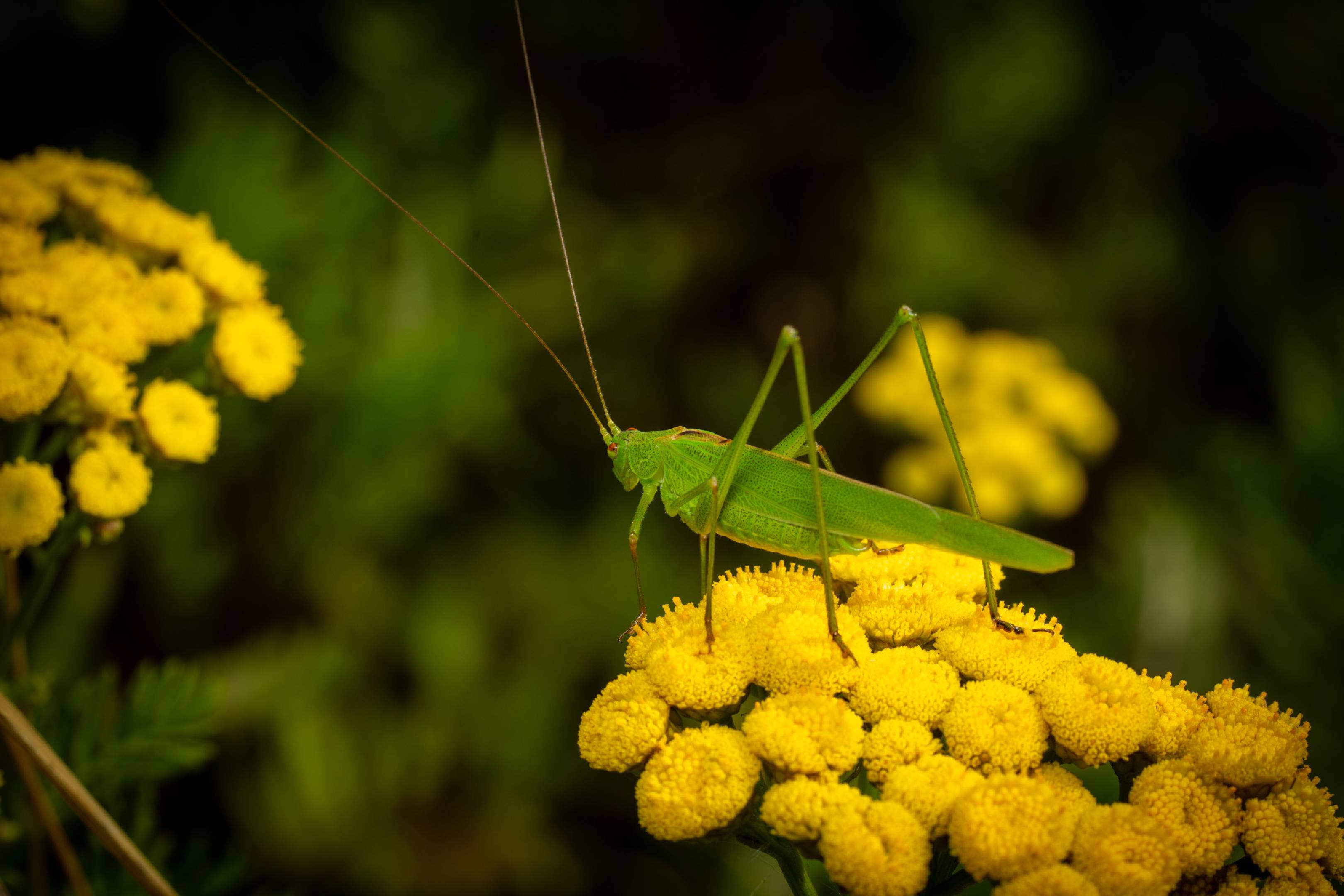 Long-winged Conehead | Long-winged Conehead