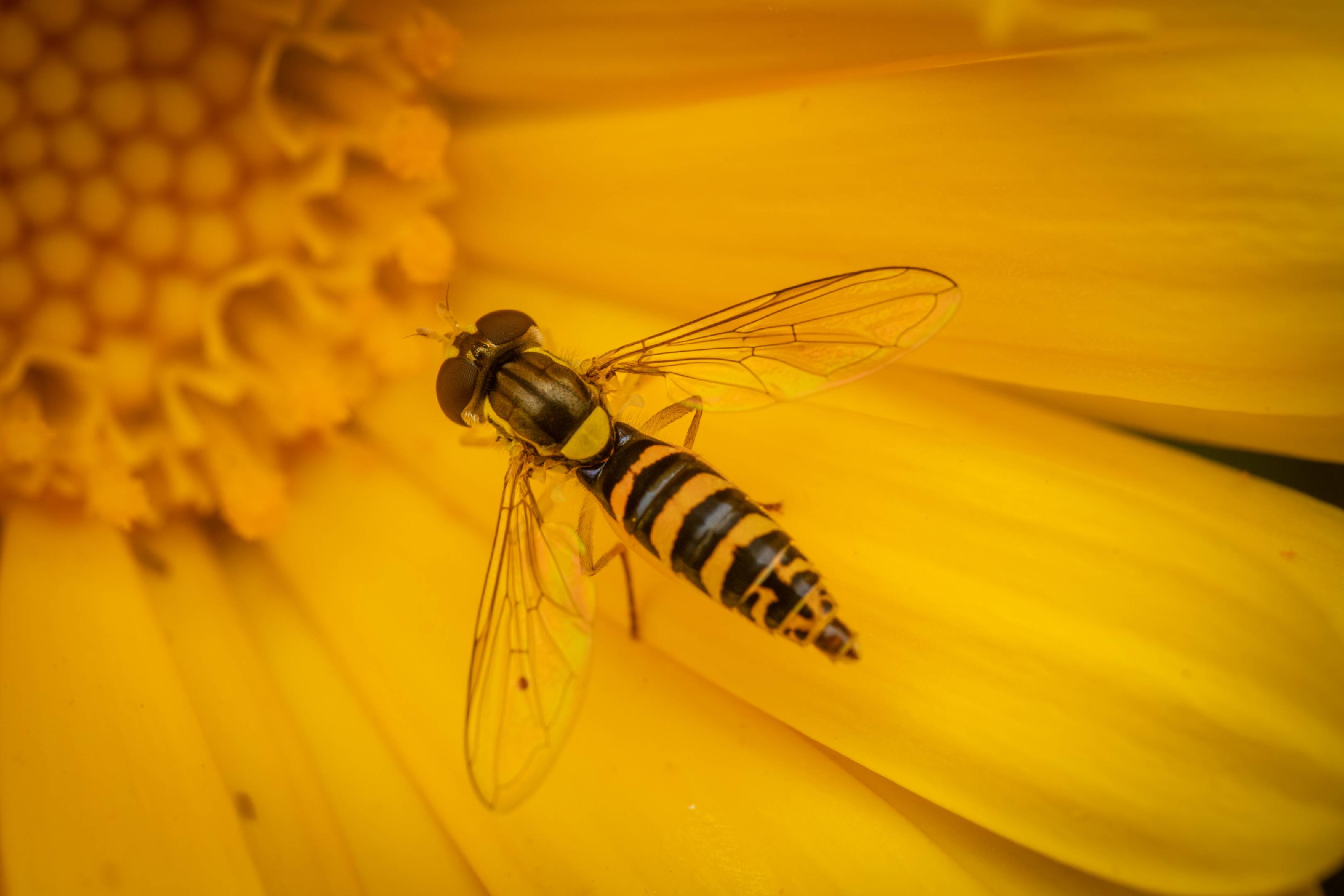 Common Globetail | Common Globetail