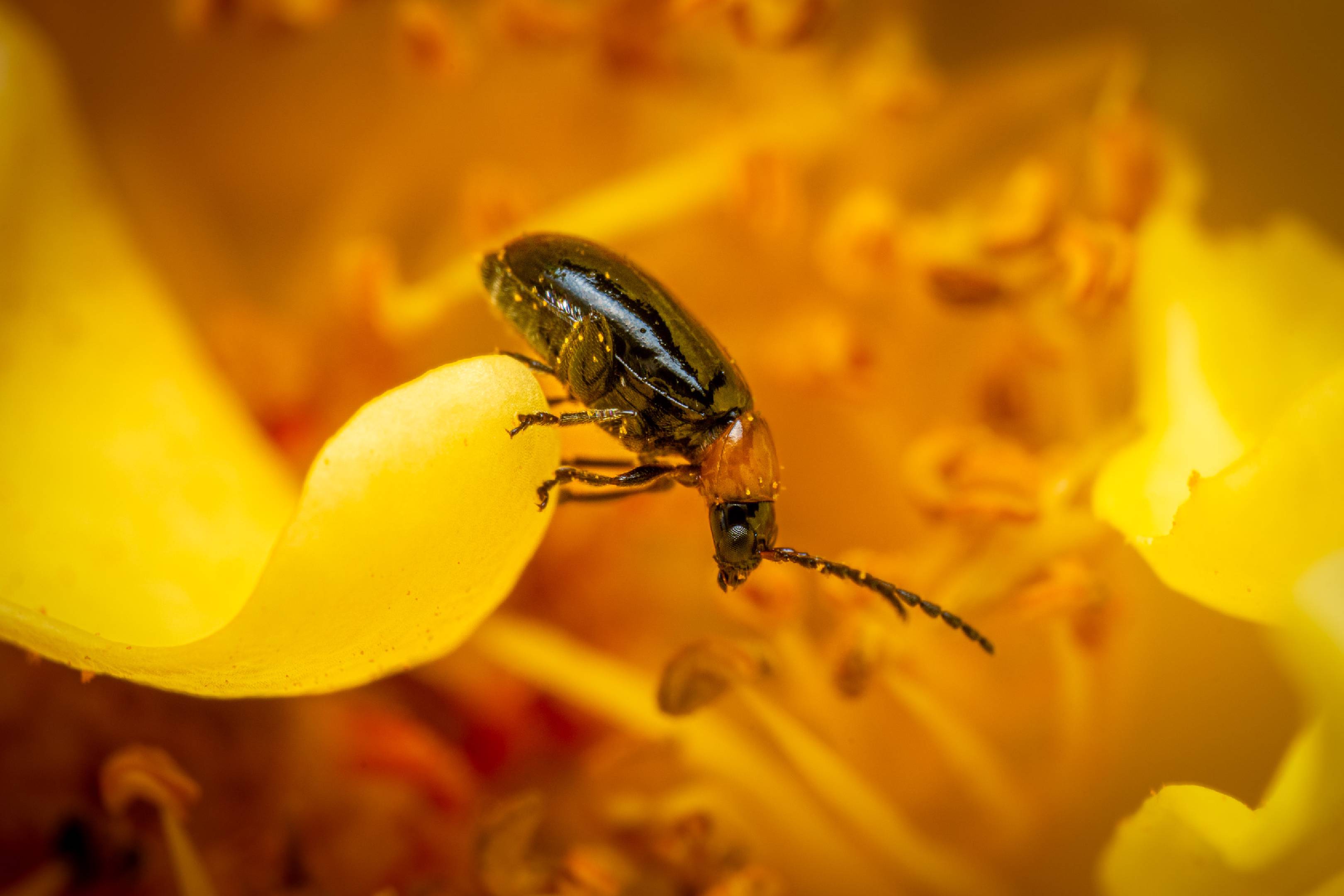 Daffodil Leaf-beetle | Daffodil Leaf-beetle
