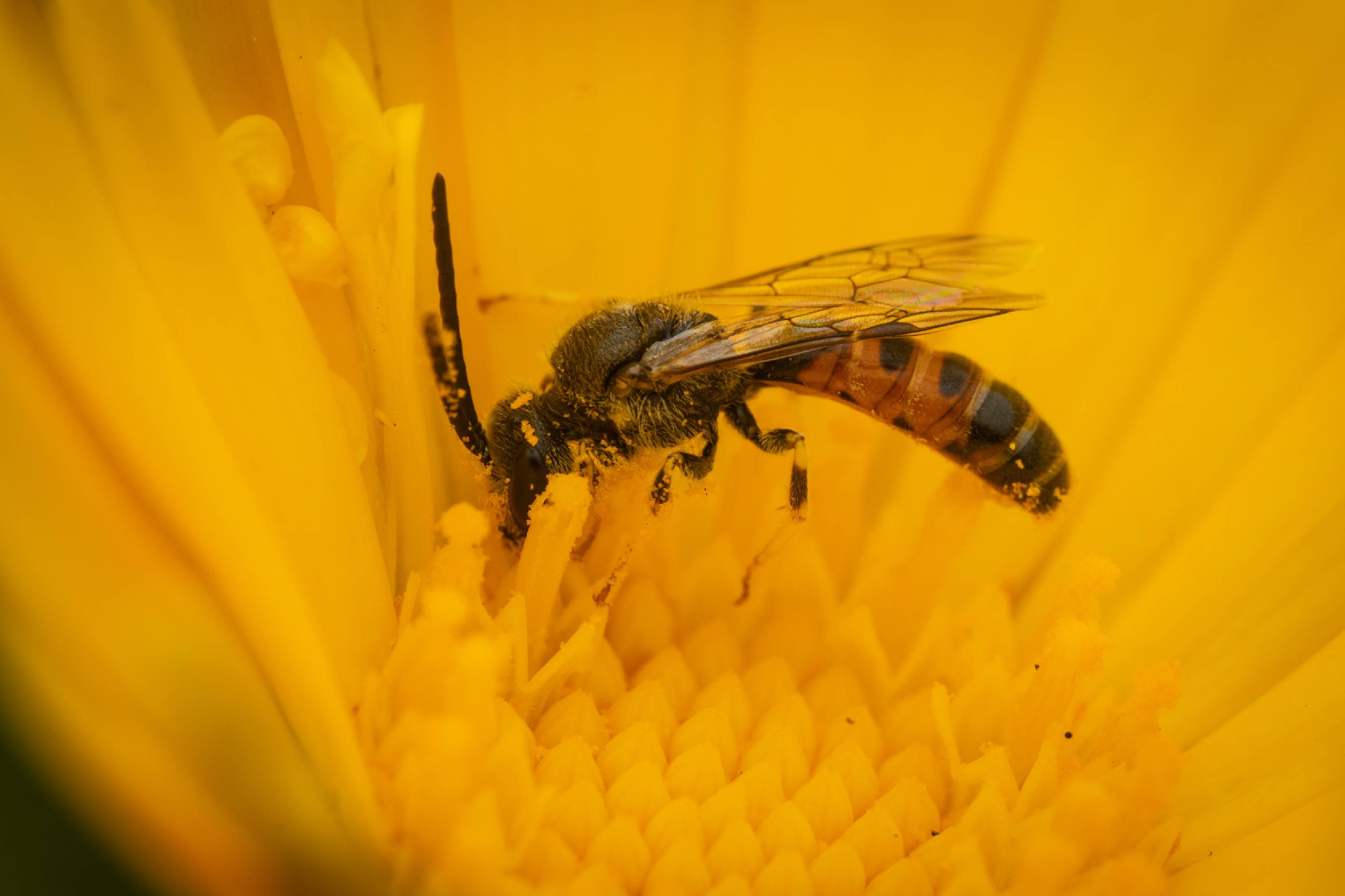 Dark-winged Sweat Bee | Dark-winged Sweat Bee