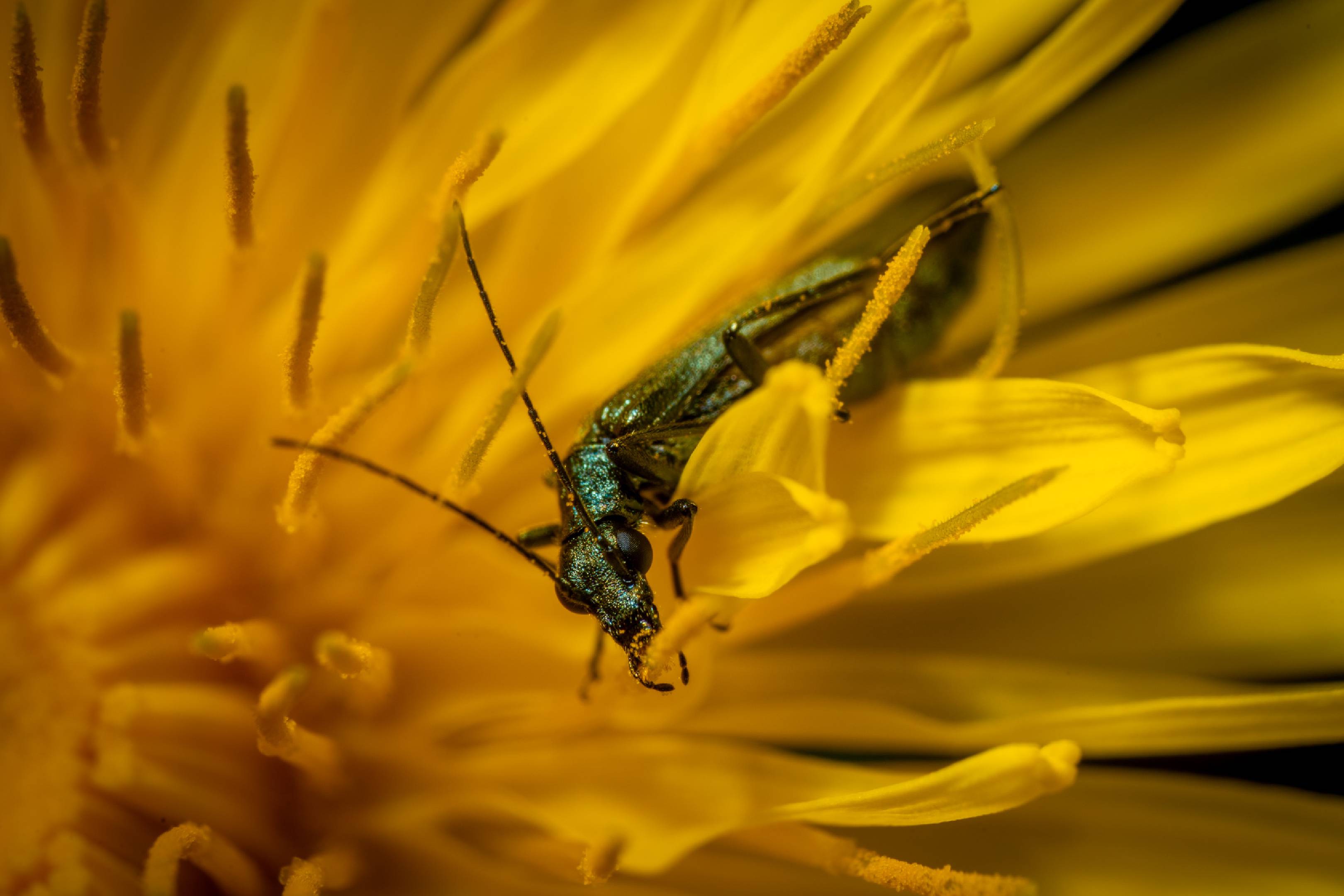 Oedemera virescens | Oedemera virescens