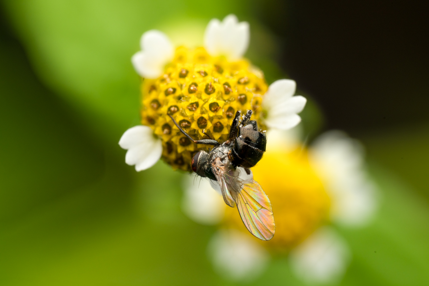Sturmia bella | 1/250s * f13 * ISO 200 * 90mm - FE 90mm F2.8 Macro G OSS - Sony α7R V Sturmia bella