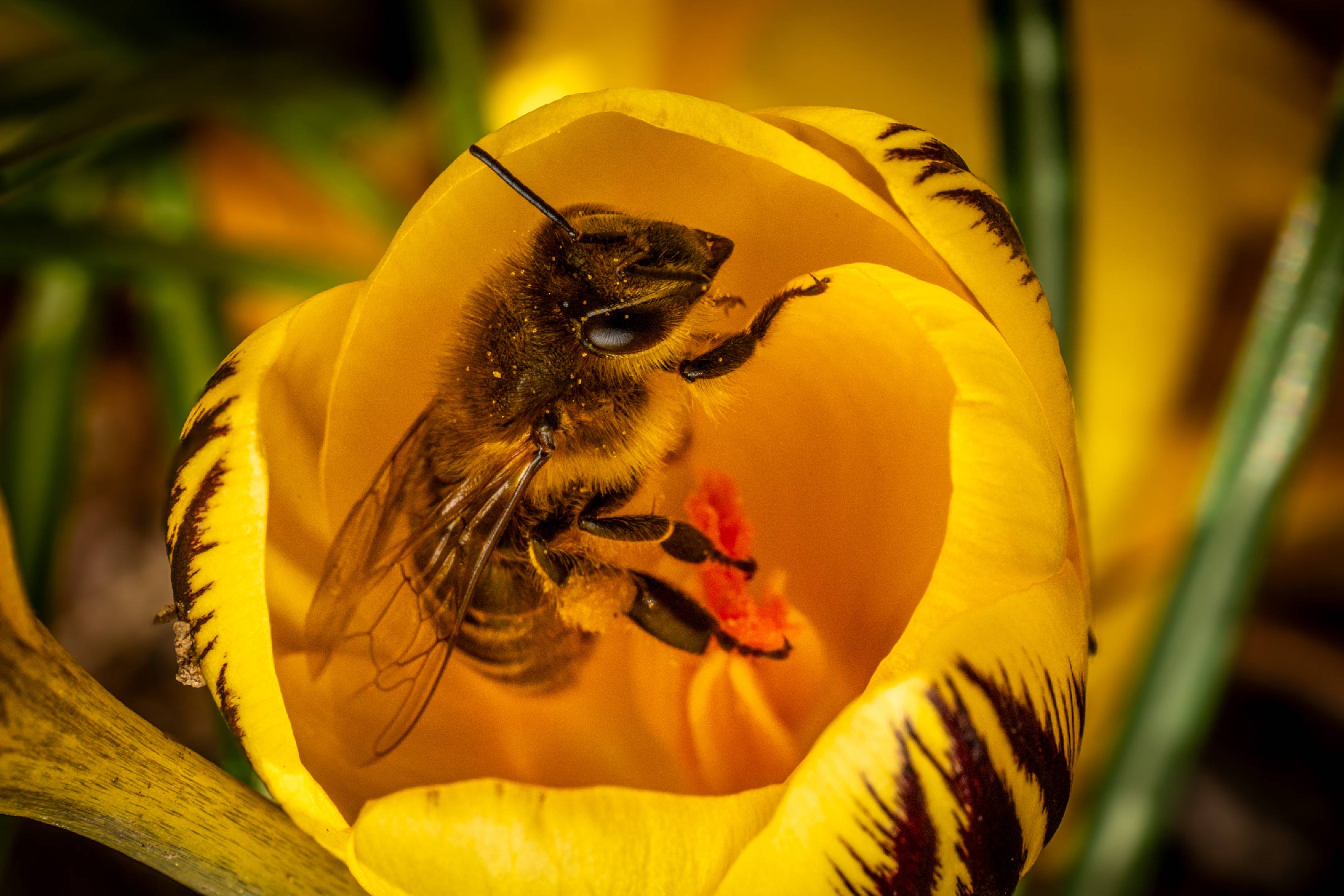 Western Honey Bee | Western Honey Bee