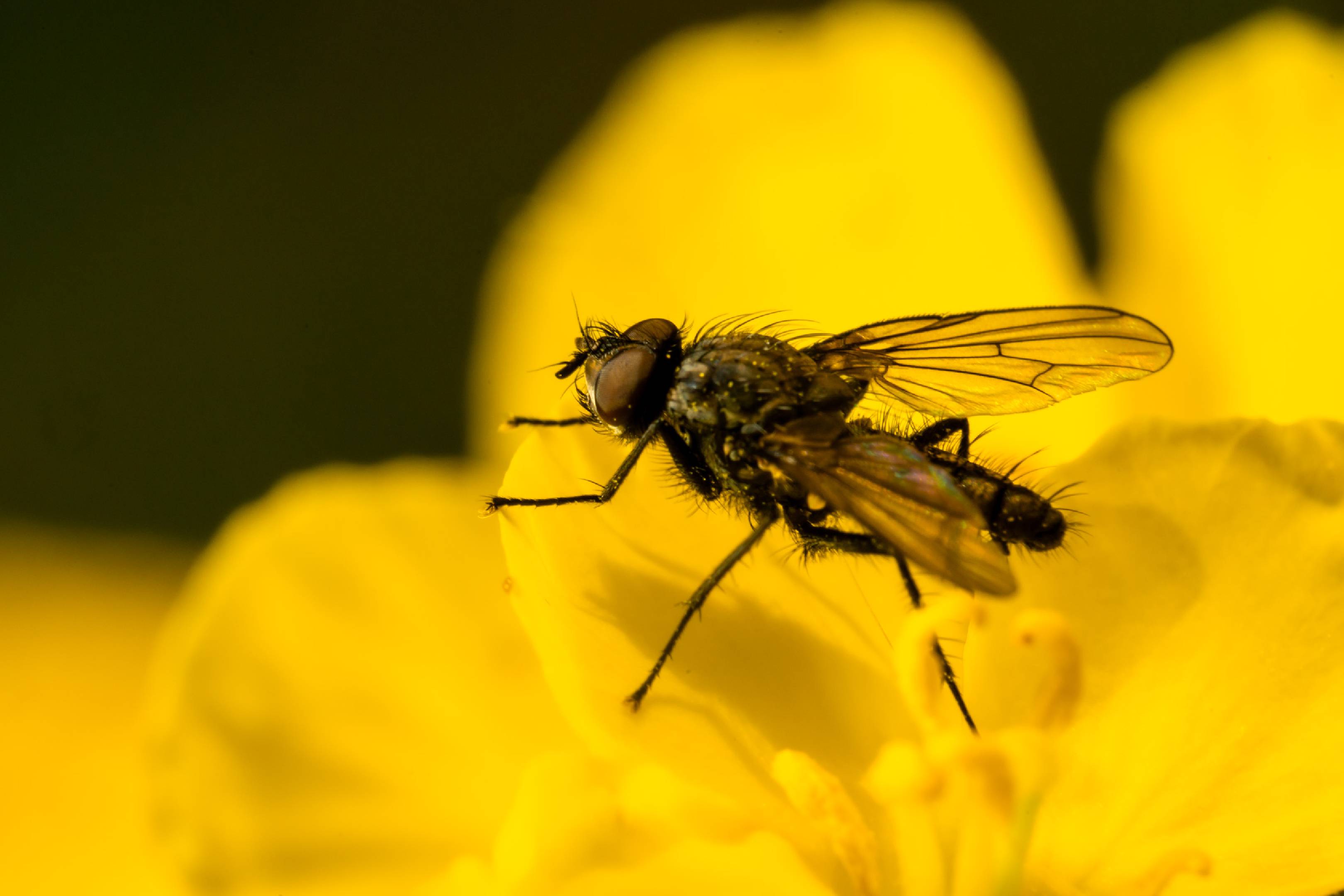 Leucophora obtusa | Leucophora obtusa