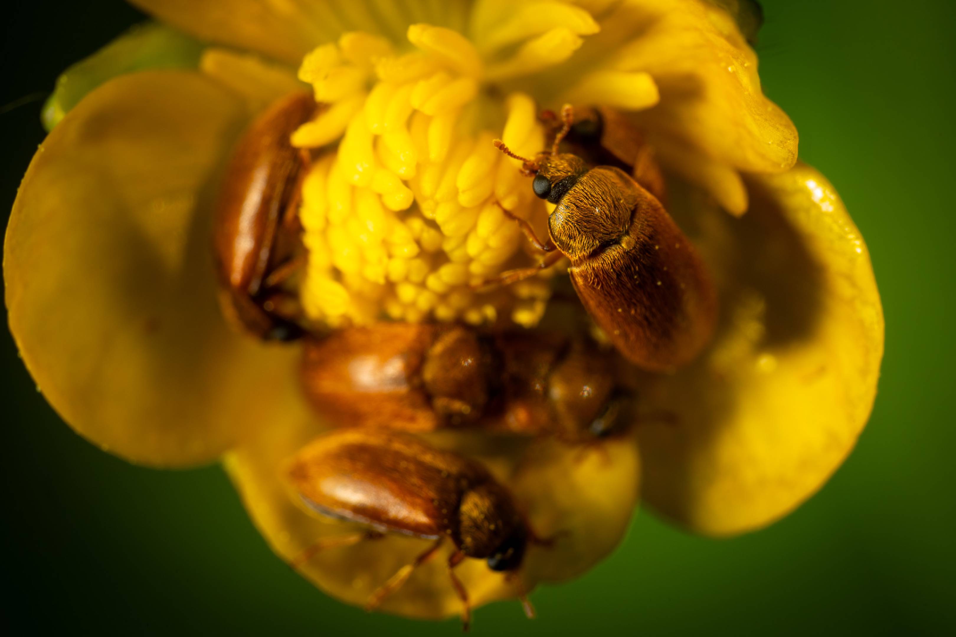 Byturus ochraceus | Byturus ochraceus