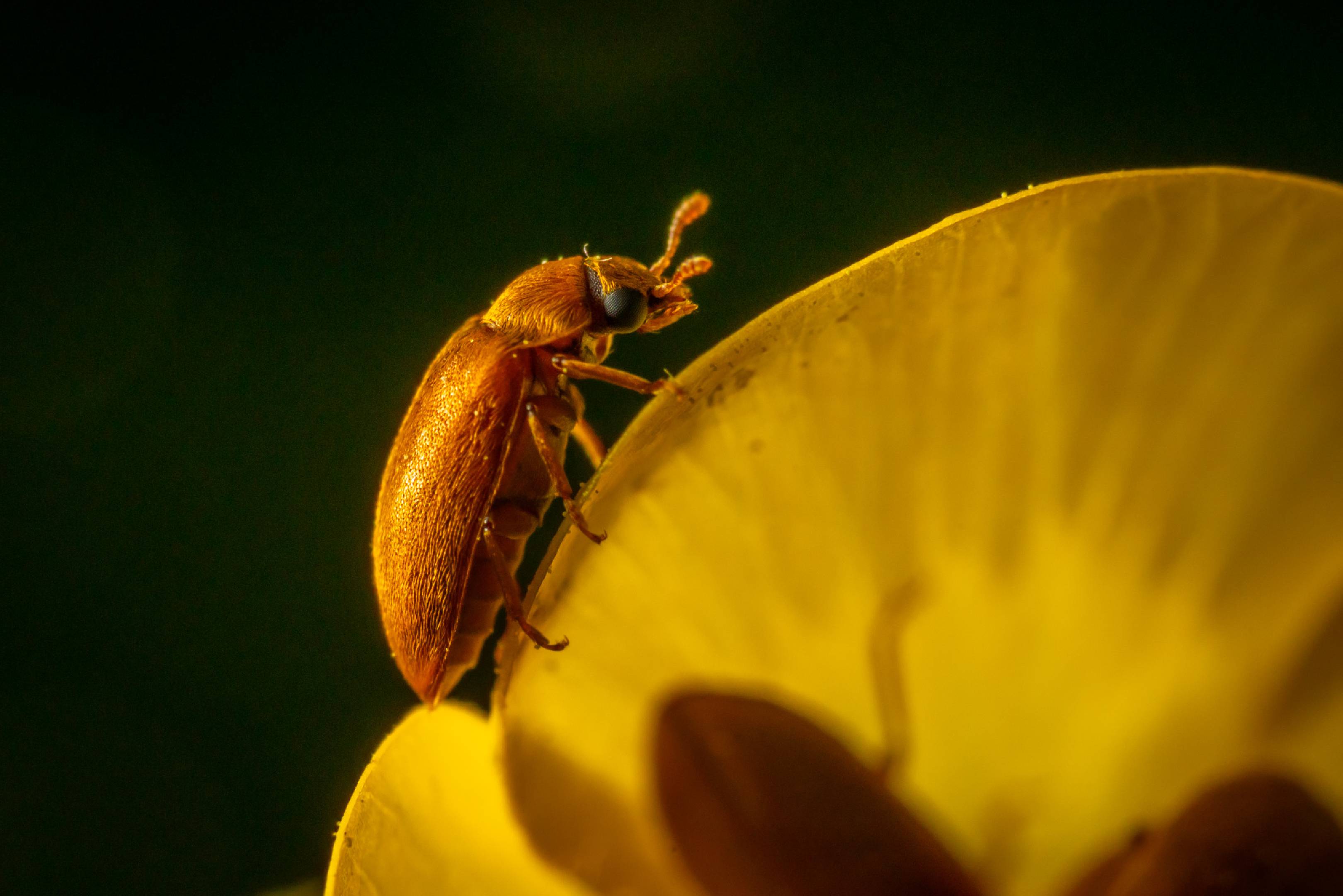 Byturus ochraceus | Byturus ochraceus