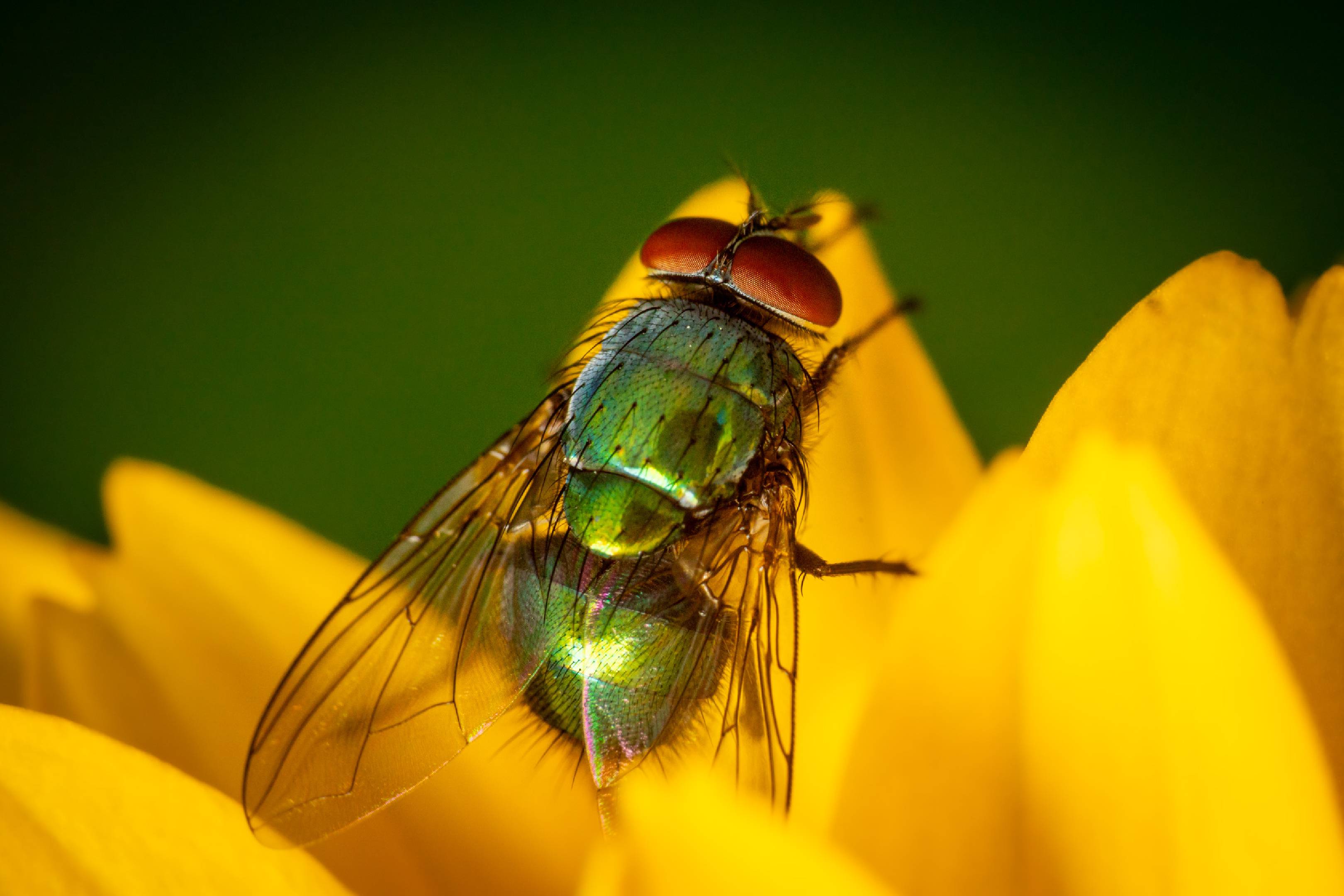 Common European Greenbottle Fly | Common European Greenbottle Fly