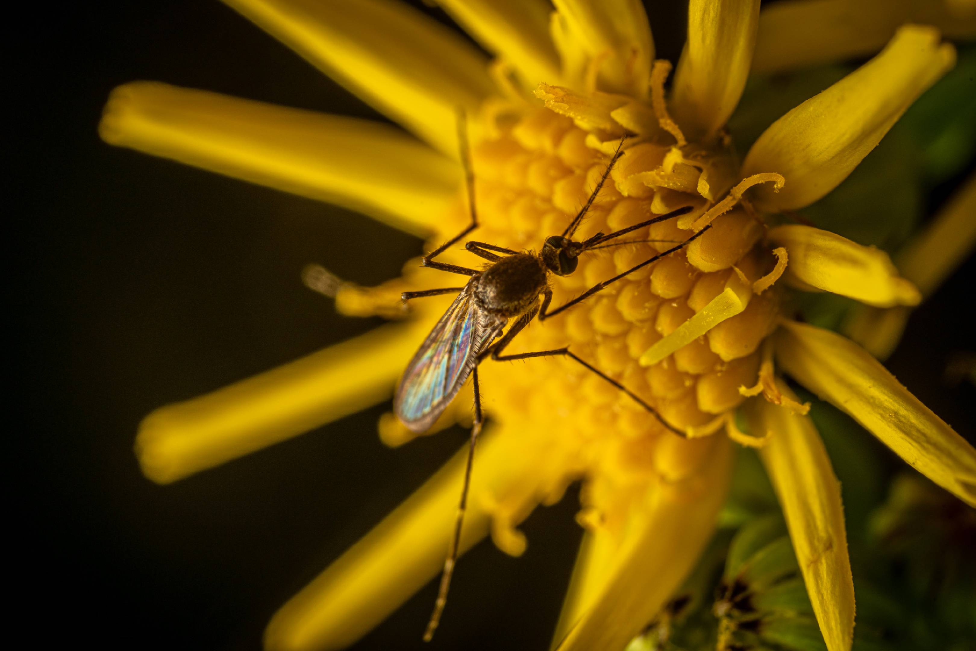 Mosquitoes | Mosquitoes