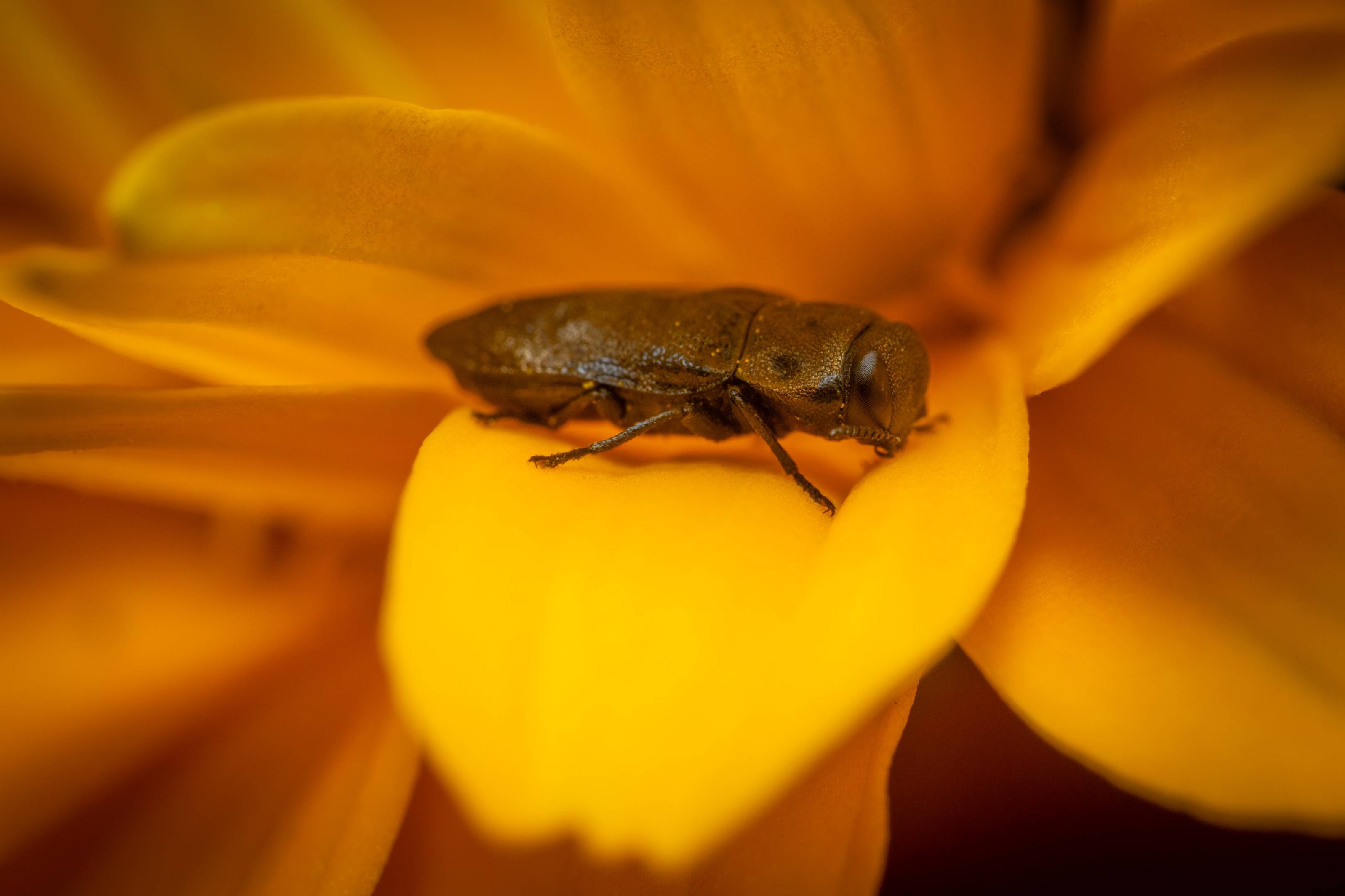 Phaenops cyanea | Phaenops cyanea