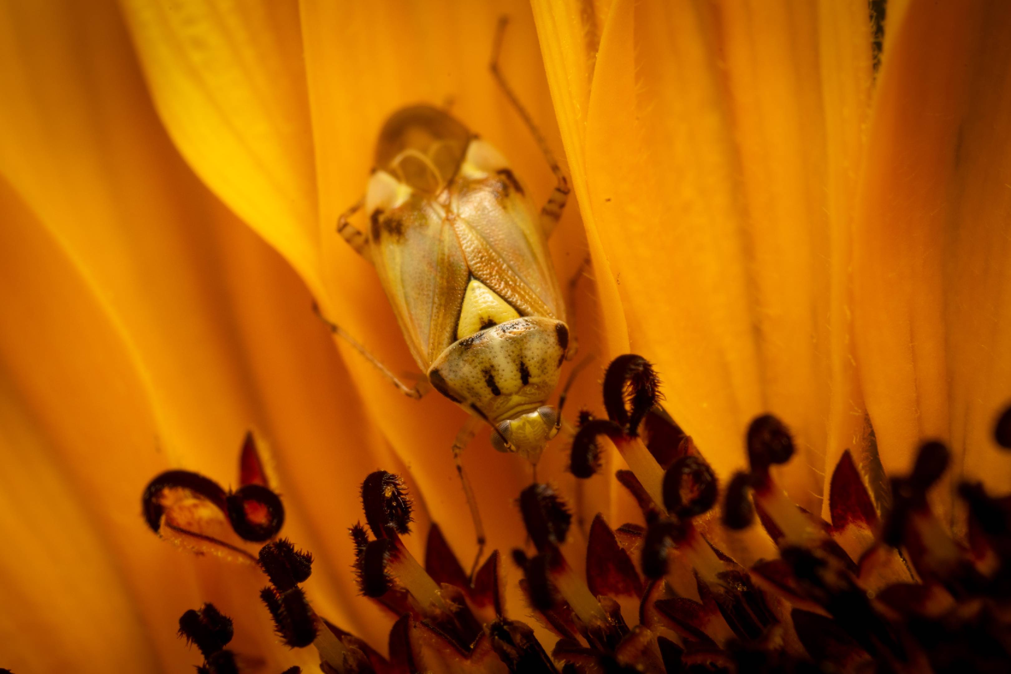 Lygus pratensis | Lygus pratensis