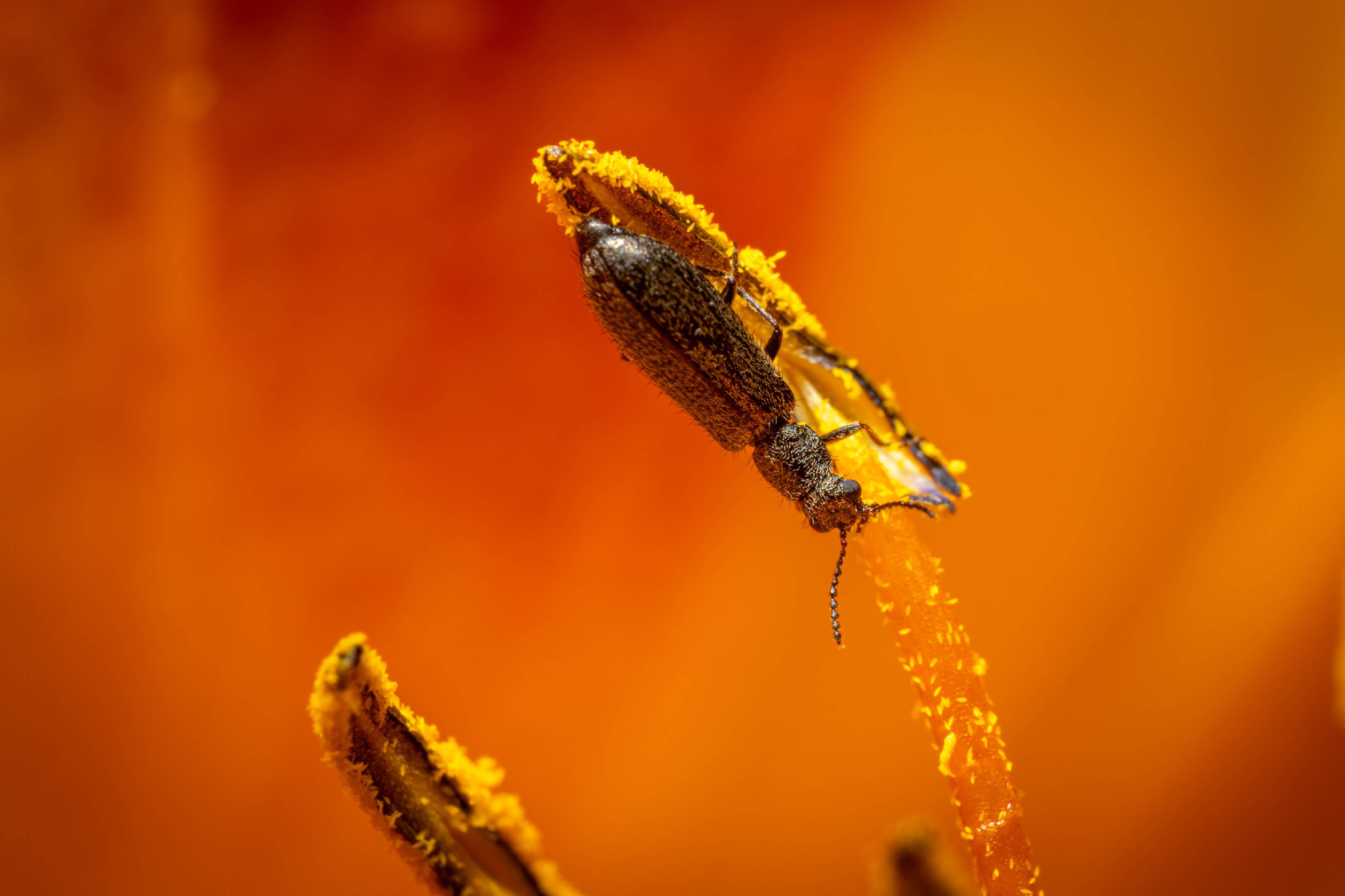 Dasytes aeratus | Dasytes aeratus