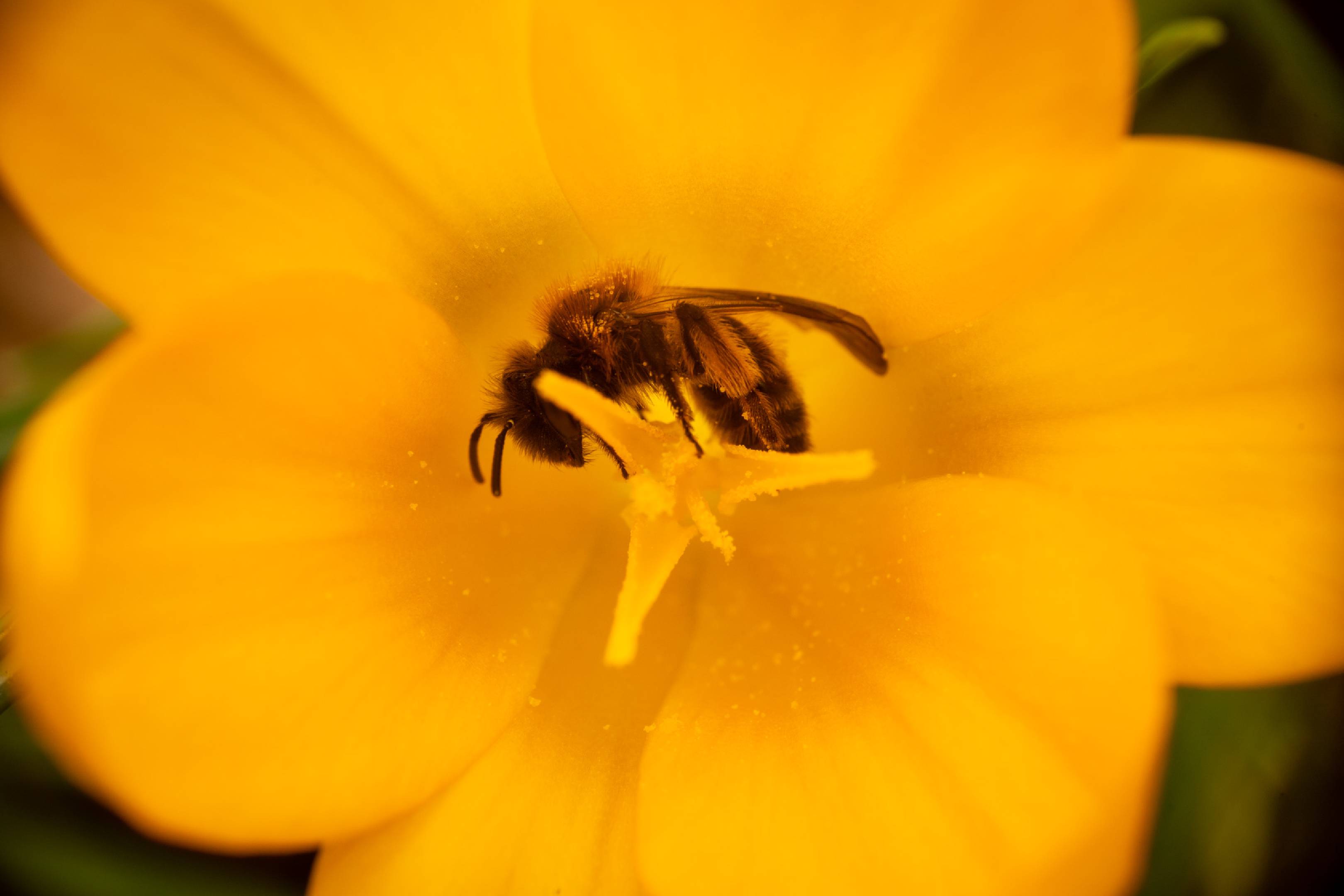Mining Bees | Mining Bees