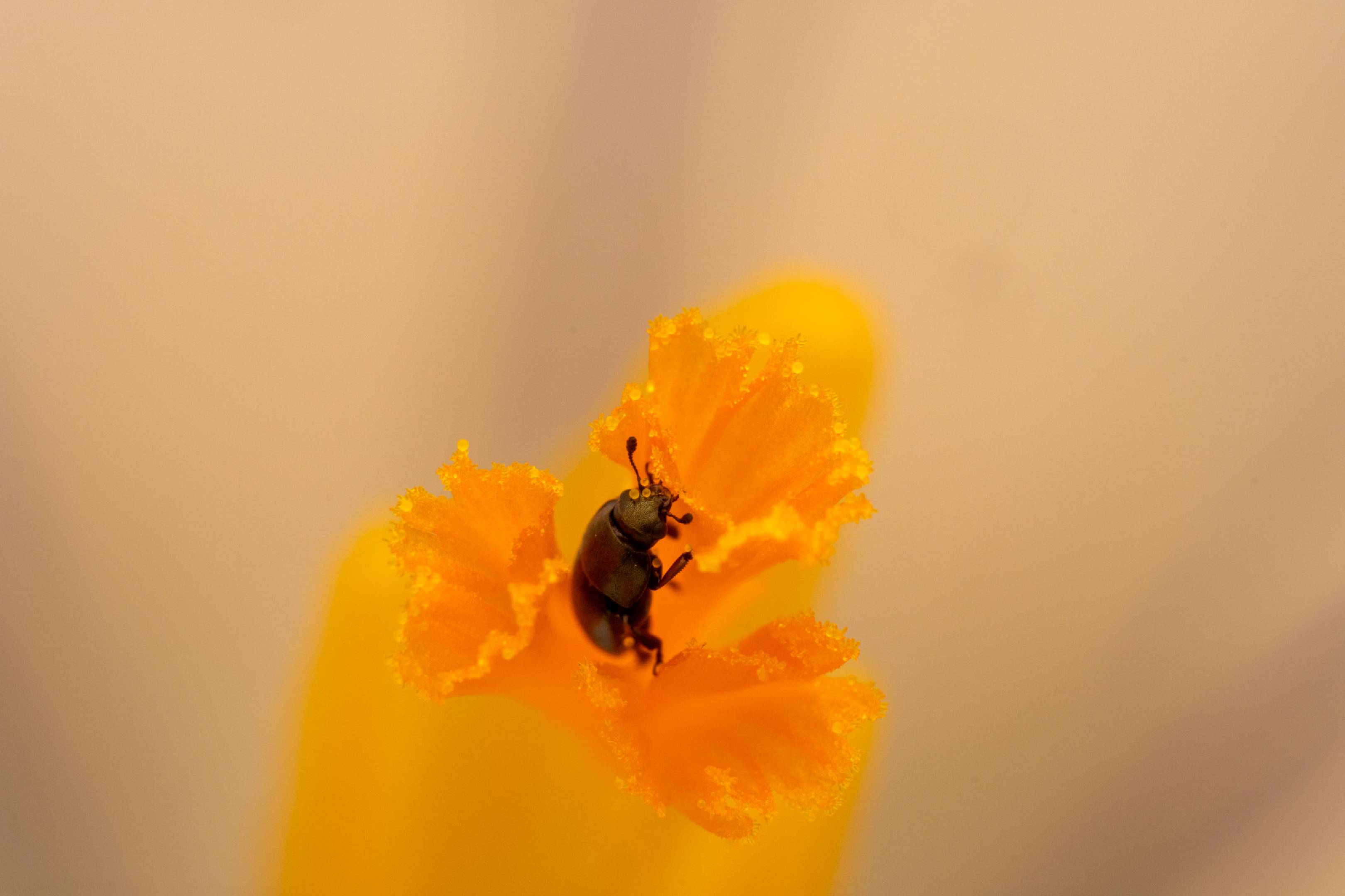 Common Pollen Beetle | Common Pollen Beetle