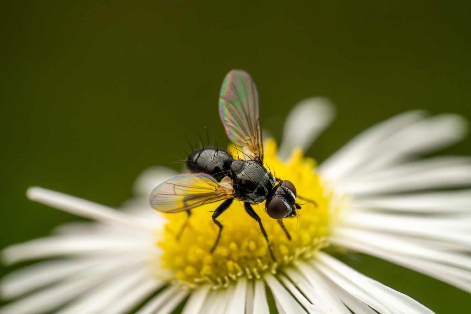 Sturmia bella | 1/250s * f13 * ISO 200 * 90mm - FE 90mm F2.8 Macro G OSS - Sony α7R V Sturmia bella