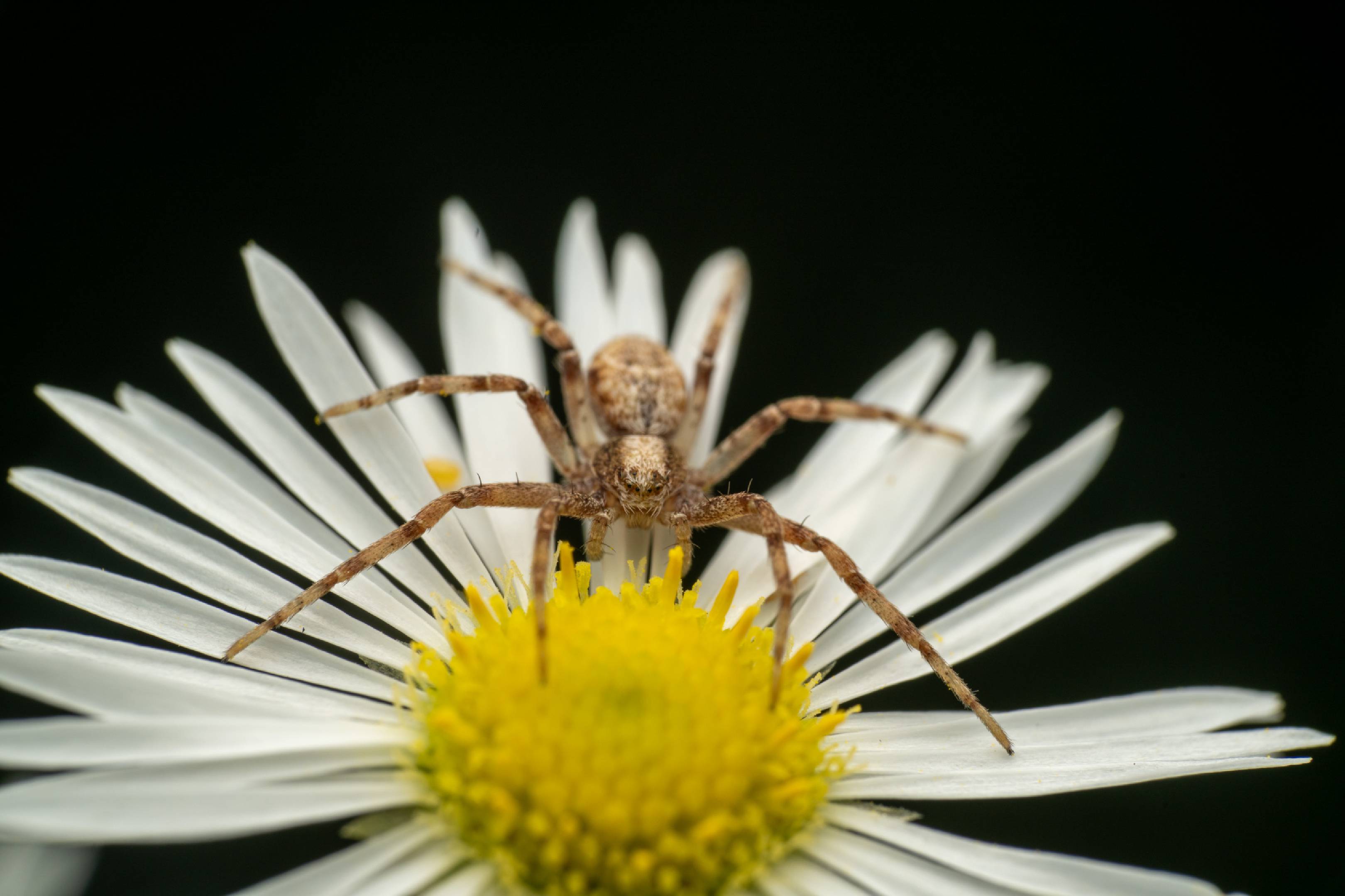 Eurasian Running Crab Spider | Eurasian Running Crab Spider